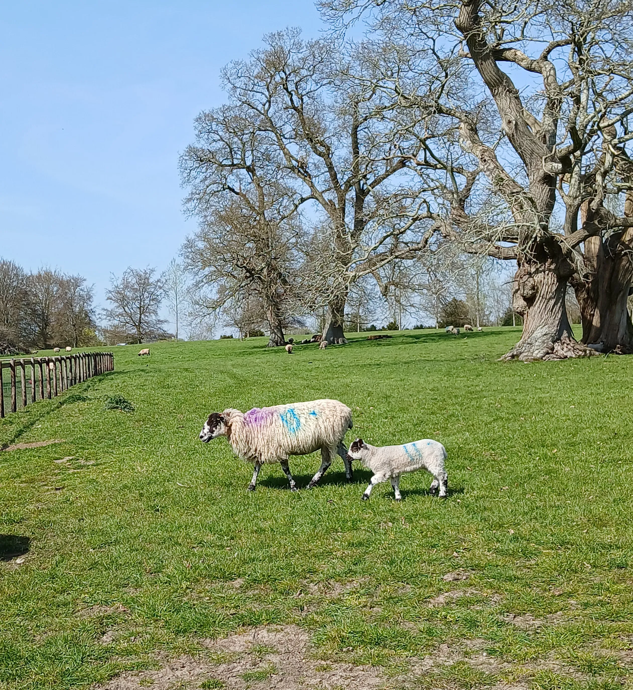 Heale Gardens in the sun