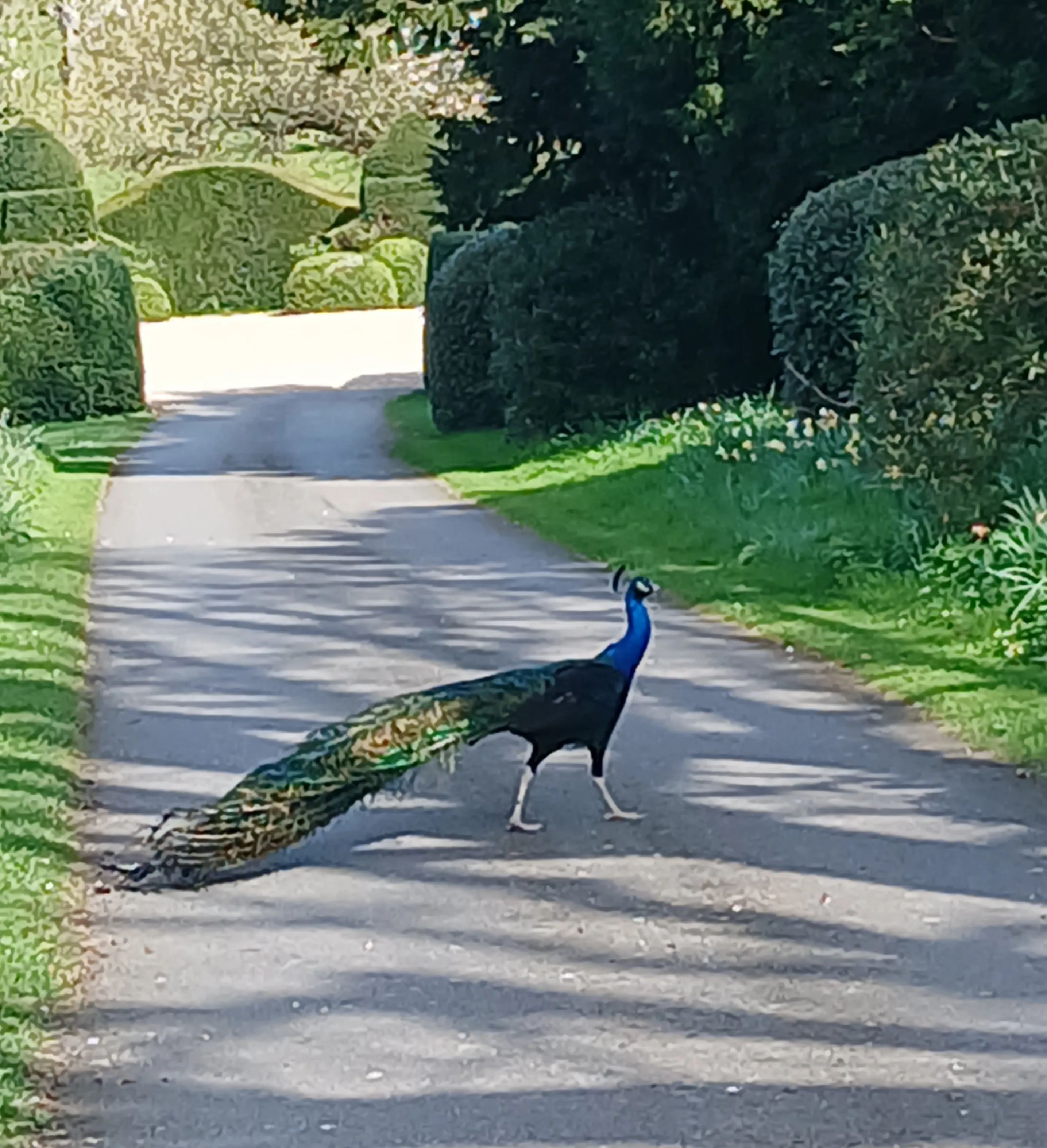 Heale Gardens in the sun