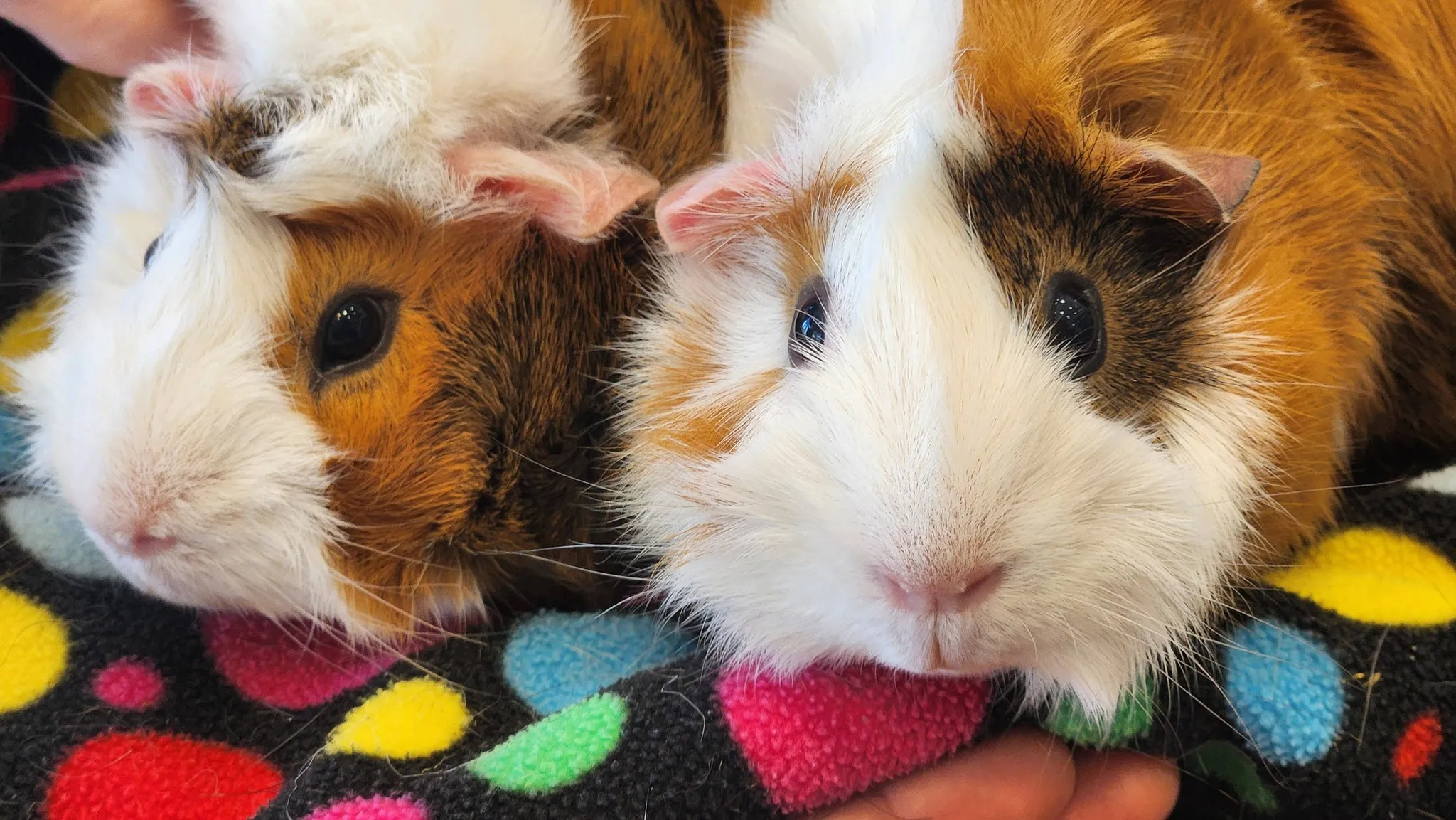 Animal Therapy 