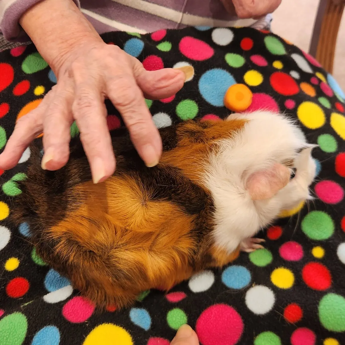 Animal Therapy 