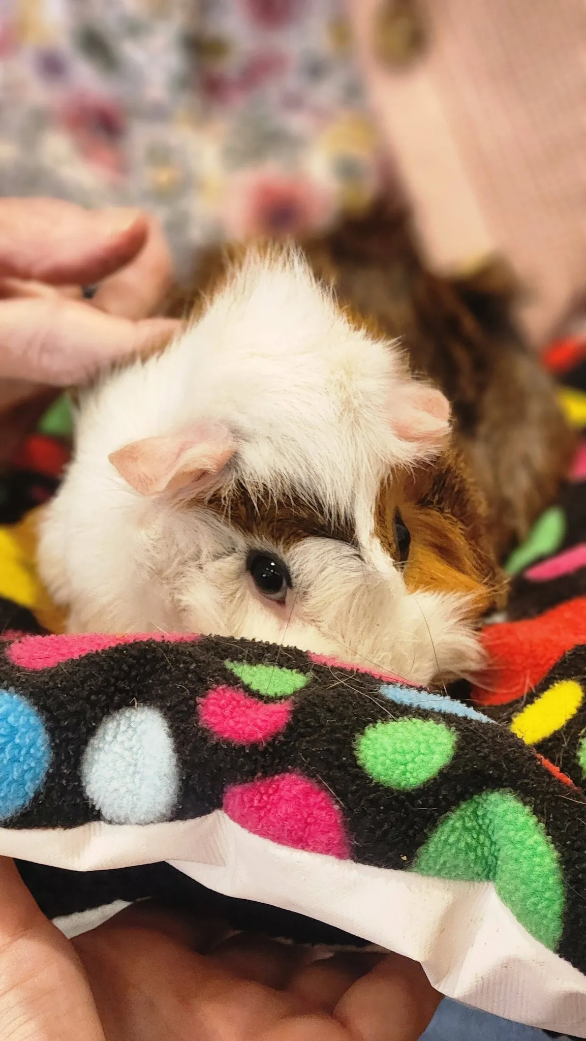Animal Therapy 