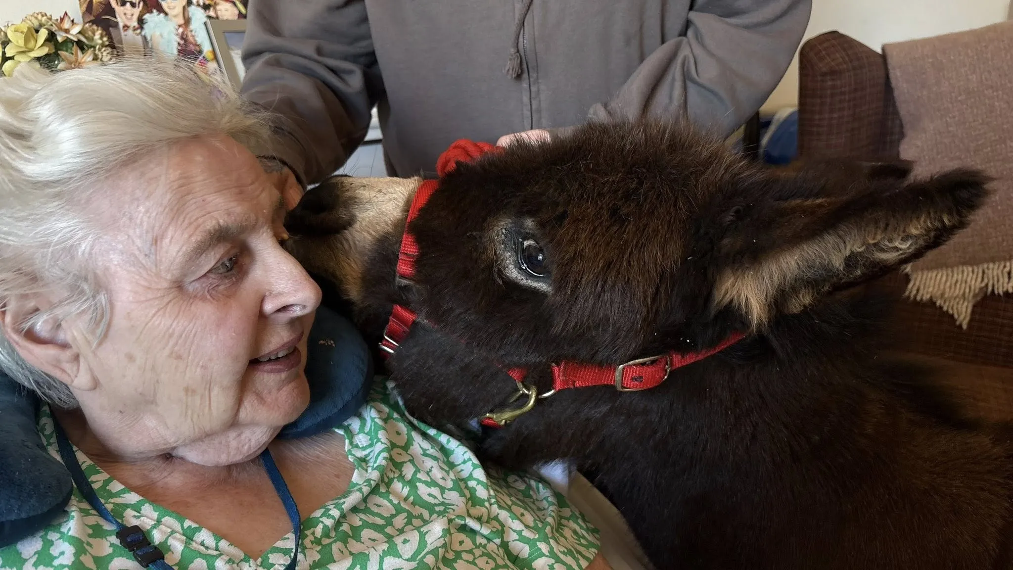 Miniature donkey visit 