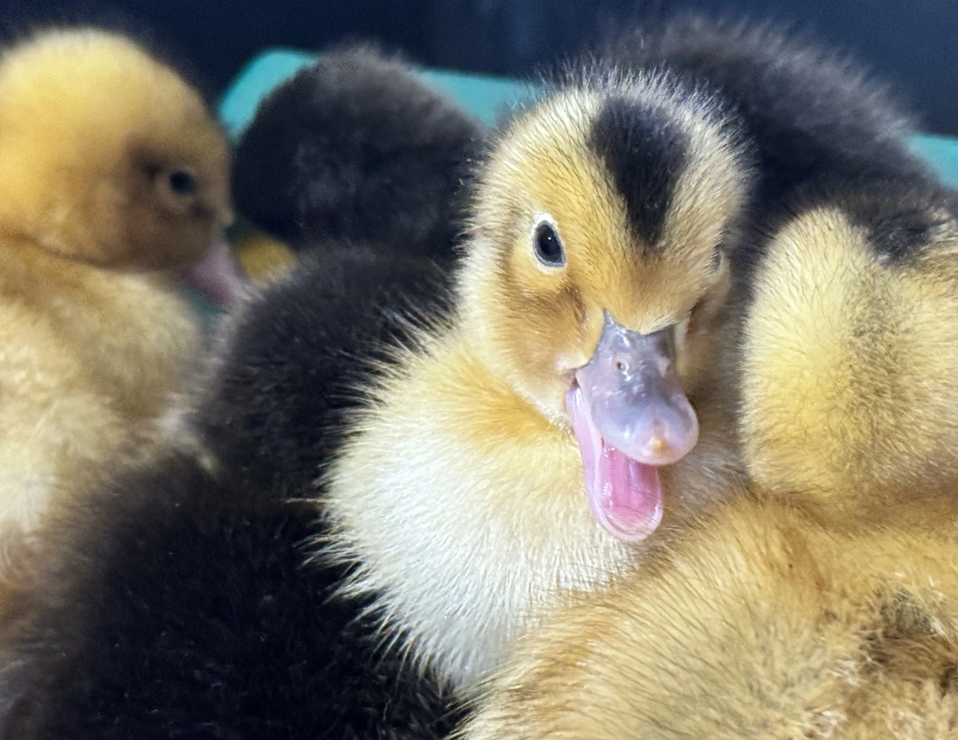 Ducklings! 