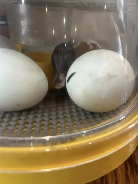 OUR NEW RESIDENTS!