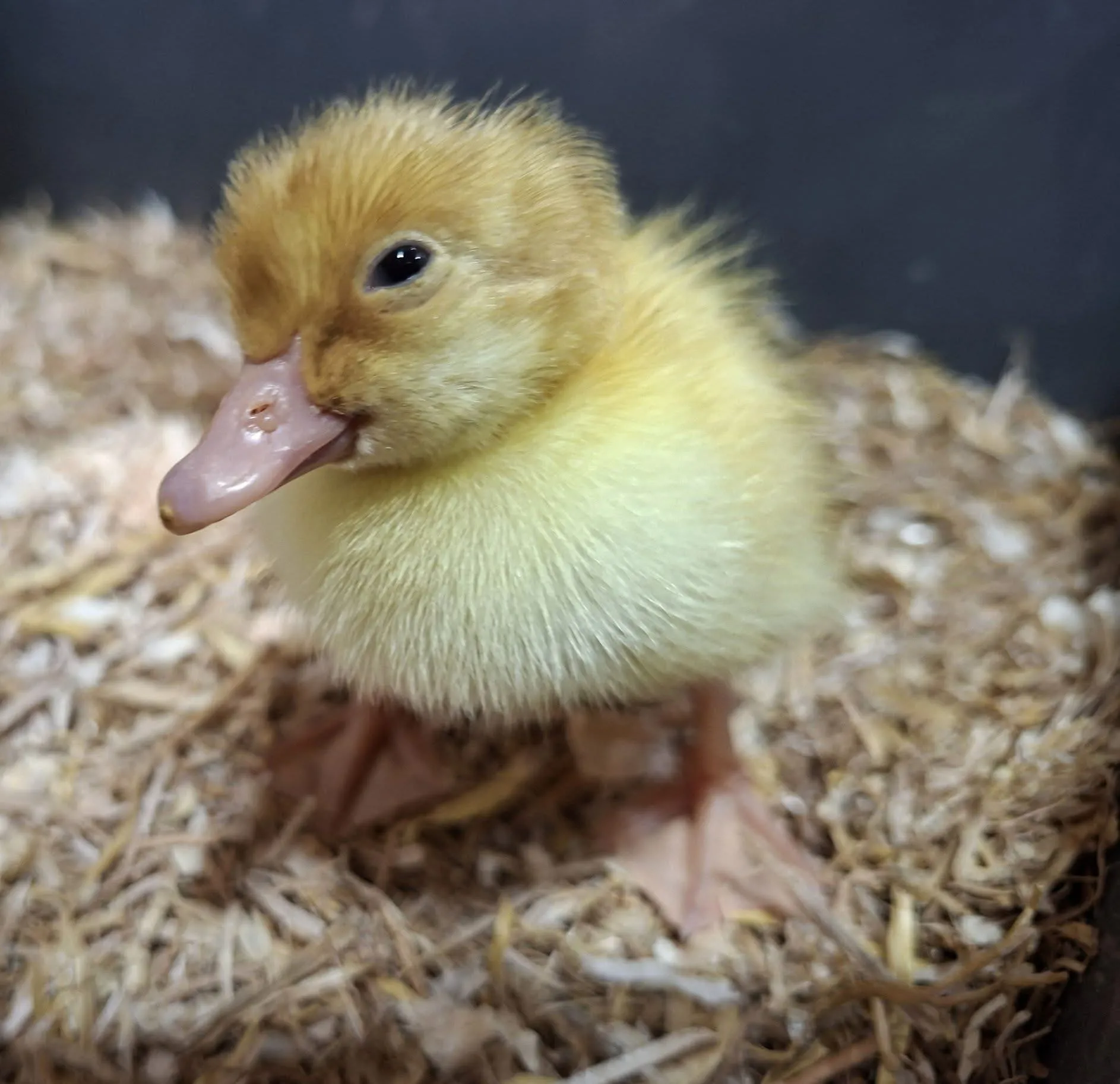 Easter saw new life with the arrival of Ducklings