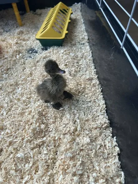 OUR NEW RESIDENTS!