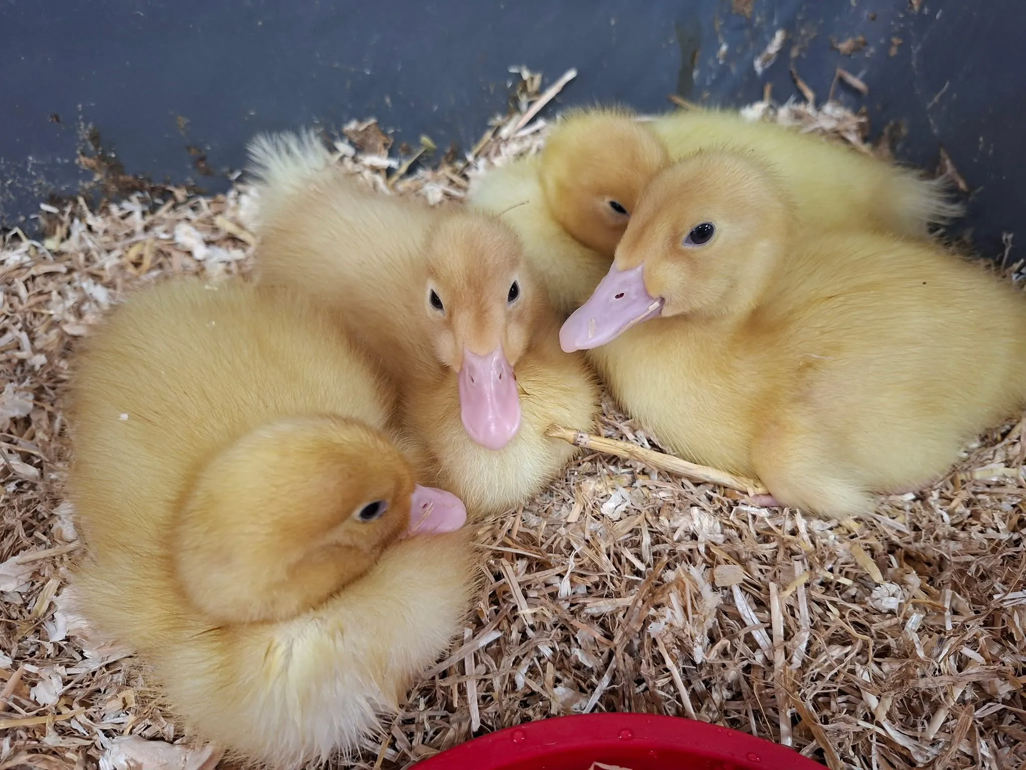 Easter saw new life with the arrival of Ducklings