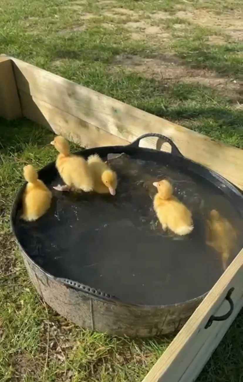 Hatching ducklings at Windmill Manor