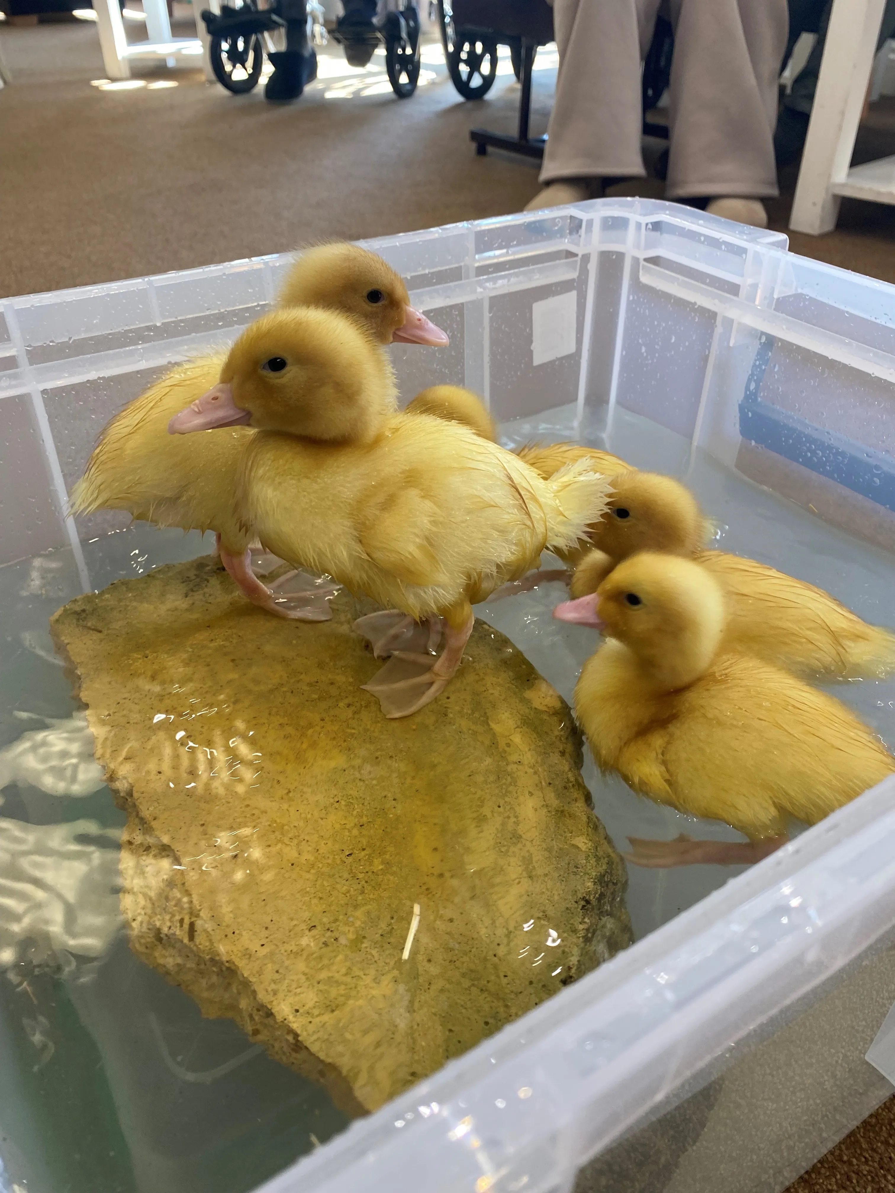 Hatching ducklings at Windmill Manor