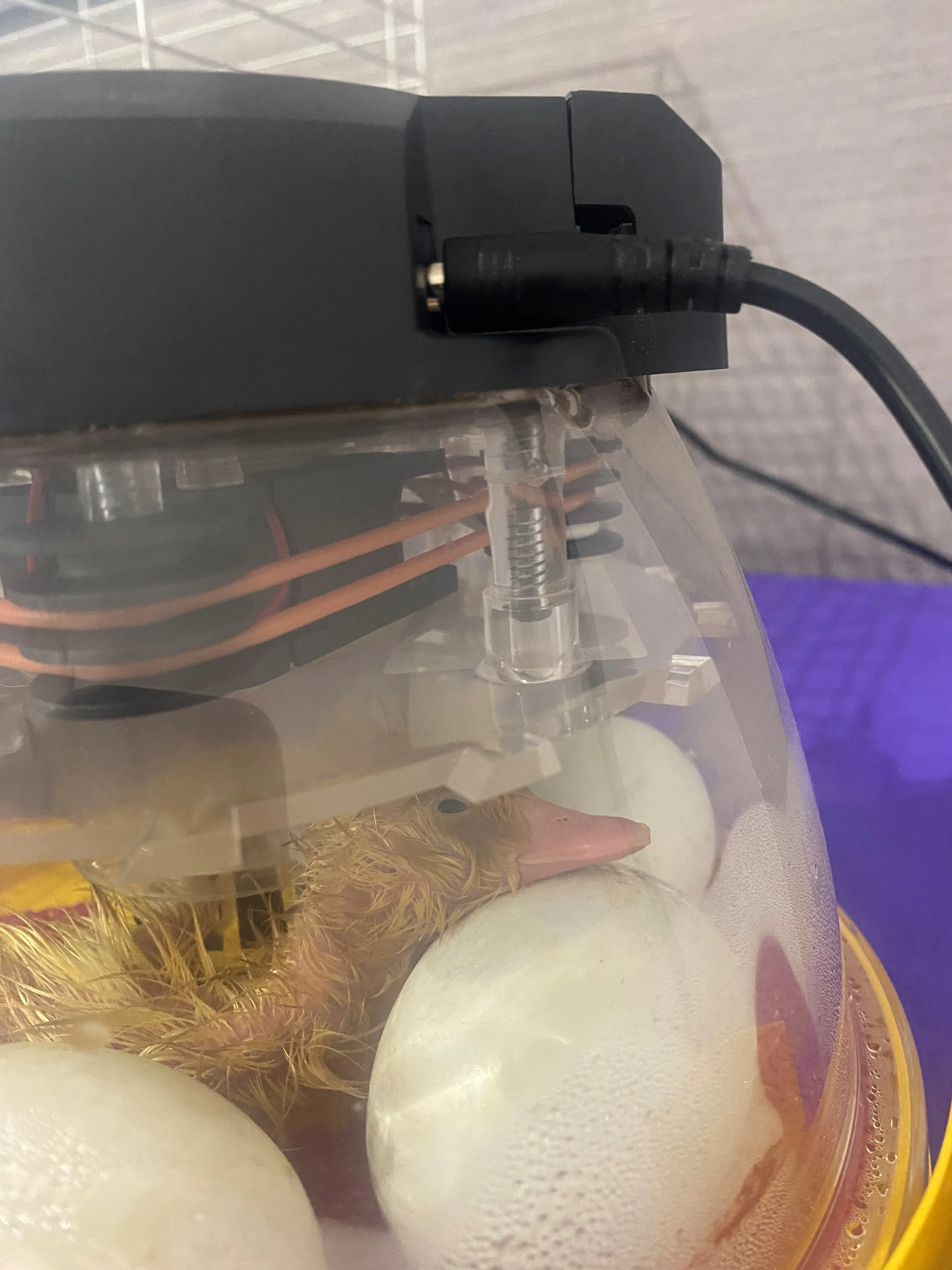 Hatching ducklings at Windmill Manor