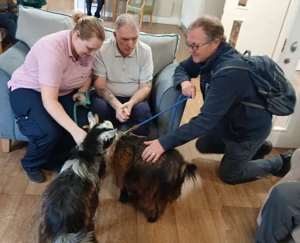 Therapy goats 