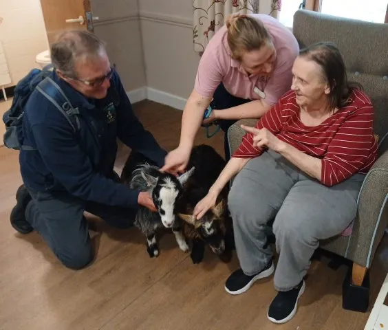 Therapy goats 