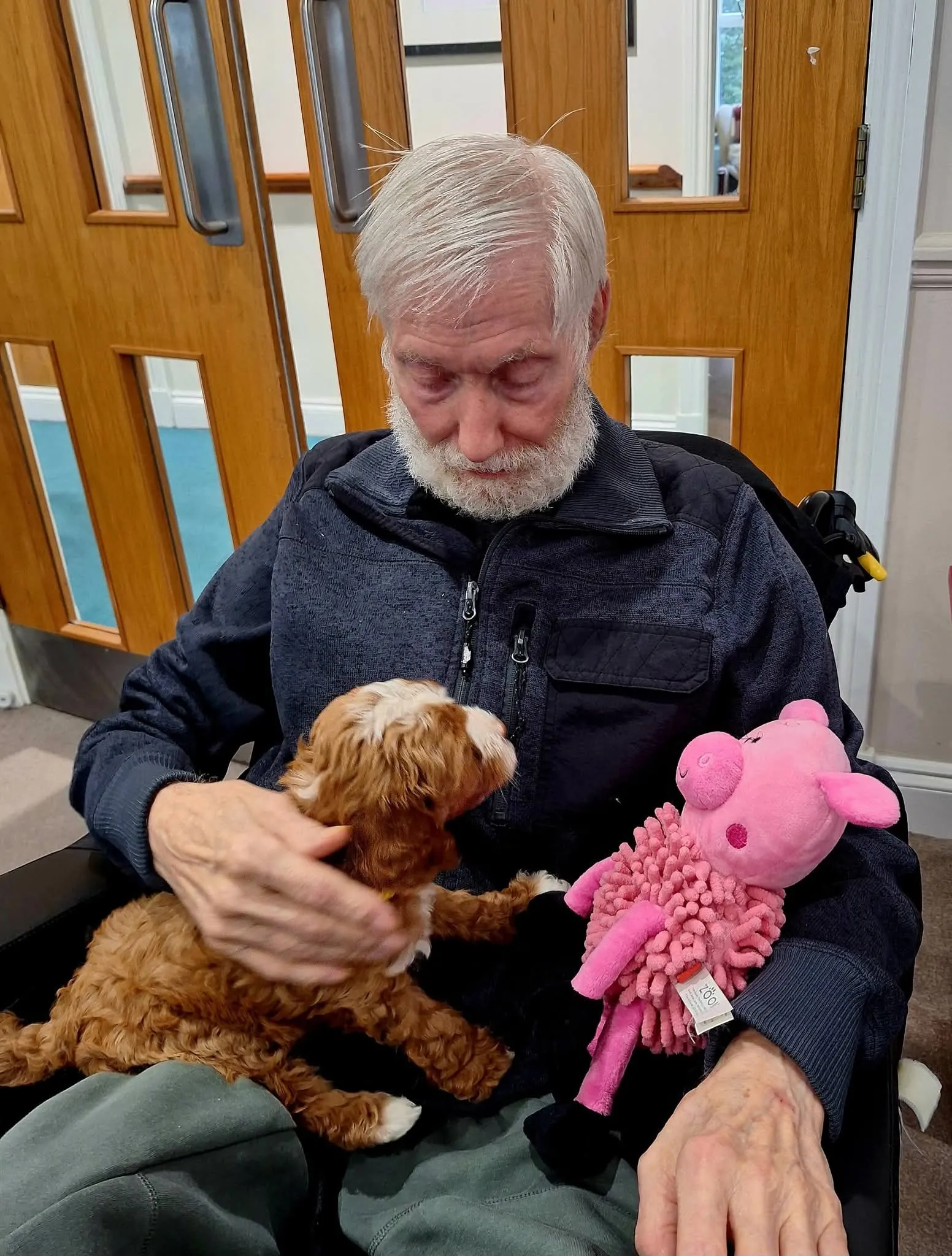 Labradoodle visit