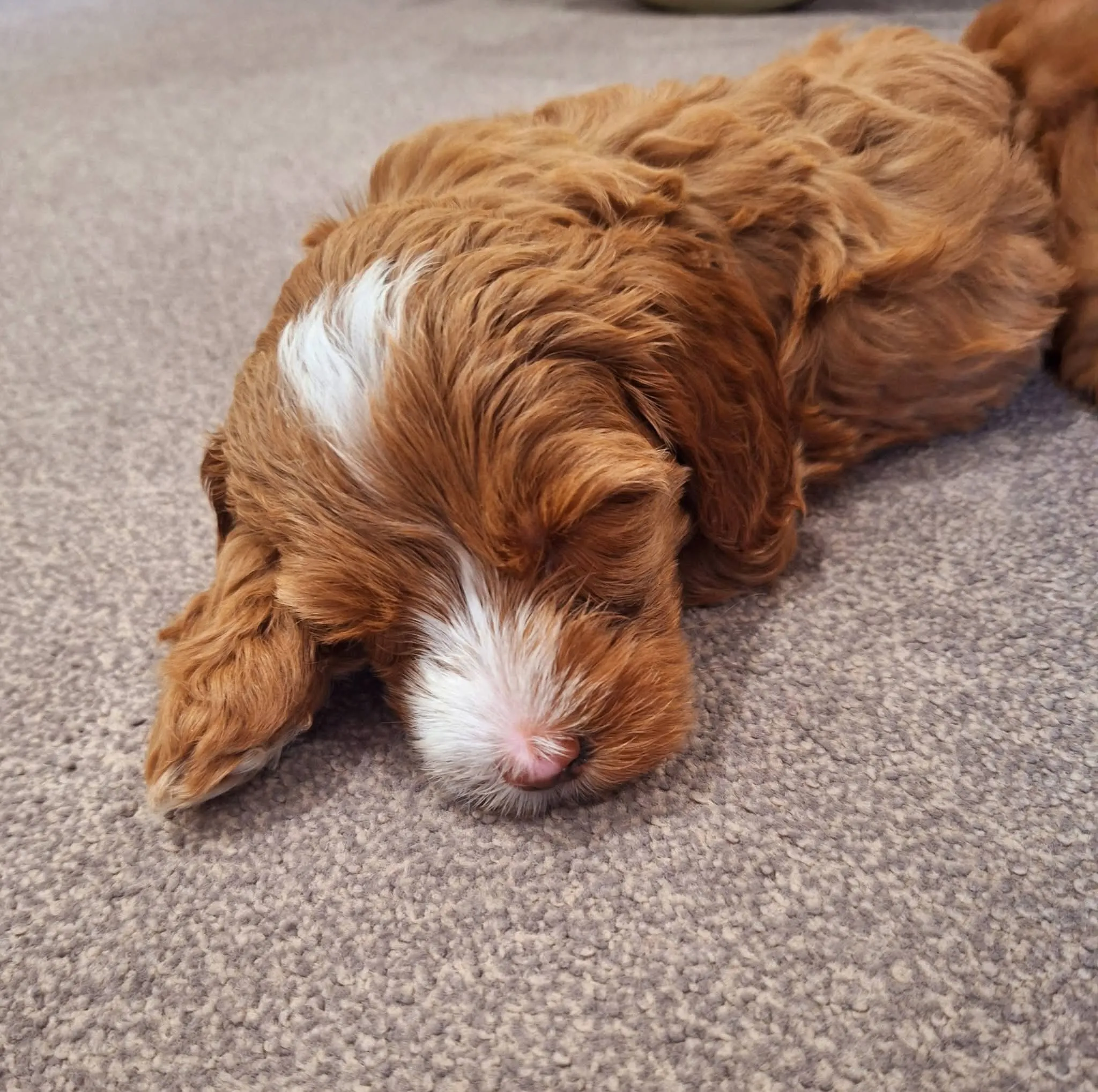 Labradoodle visit