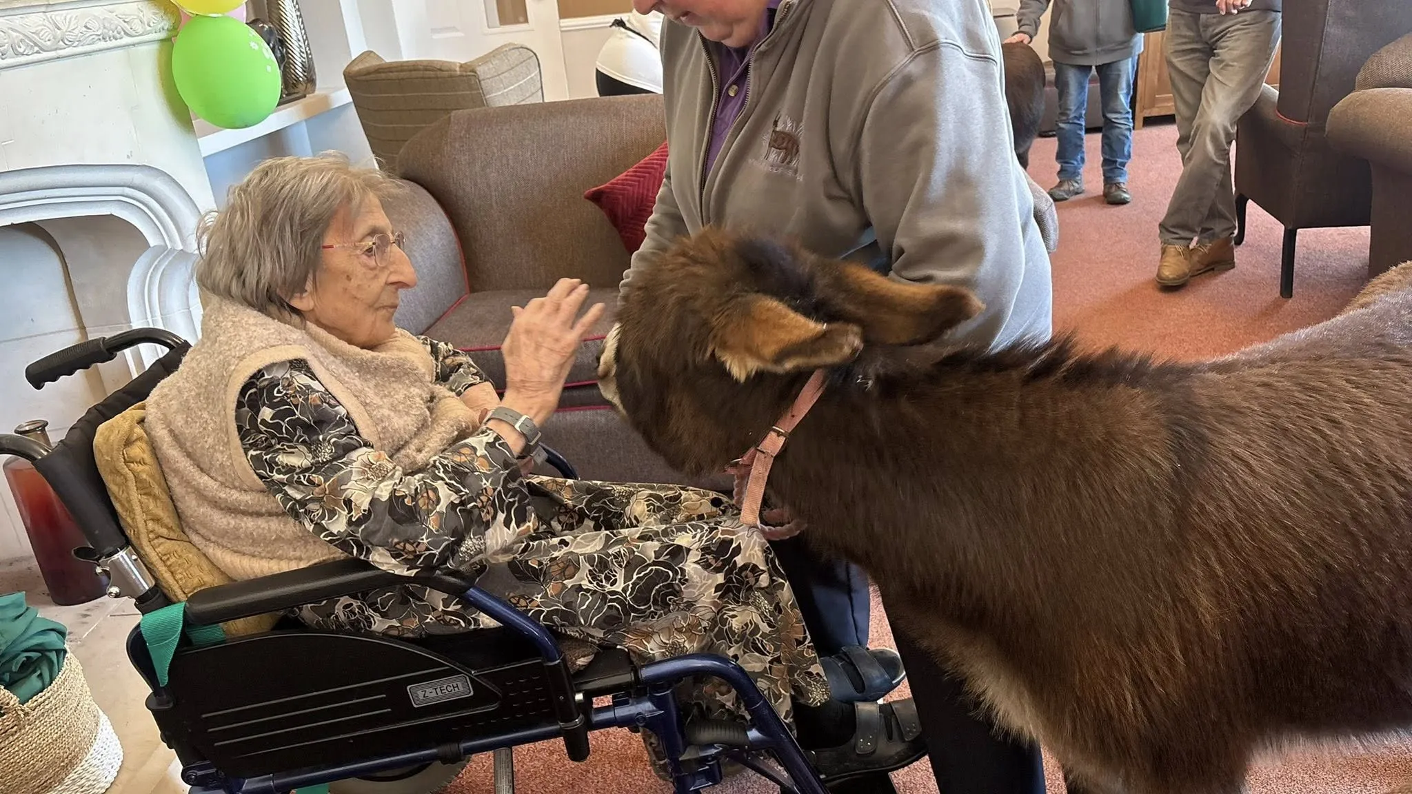 Miniature donkey visit 