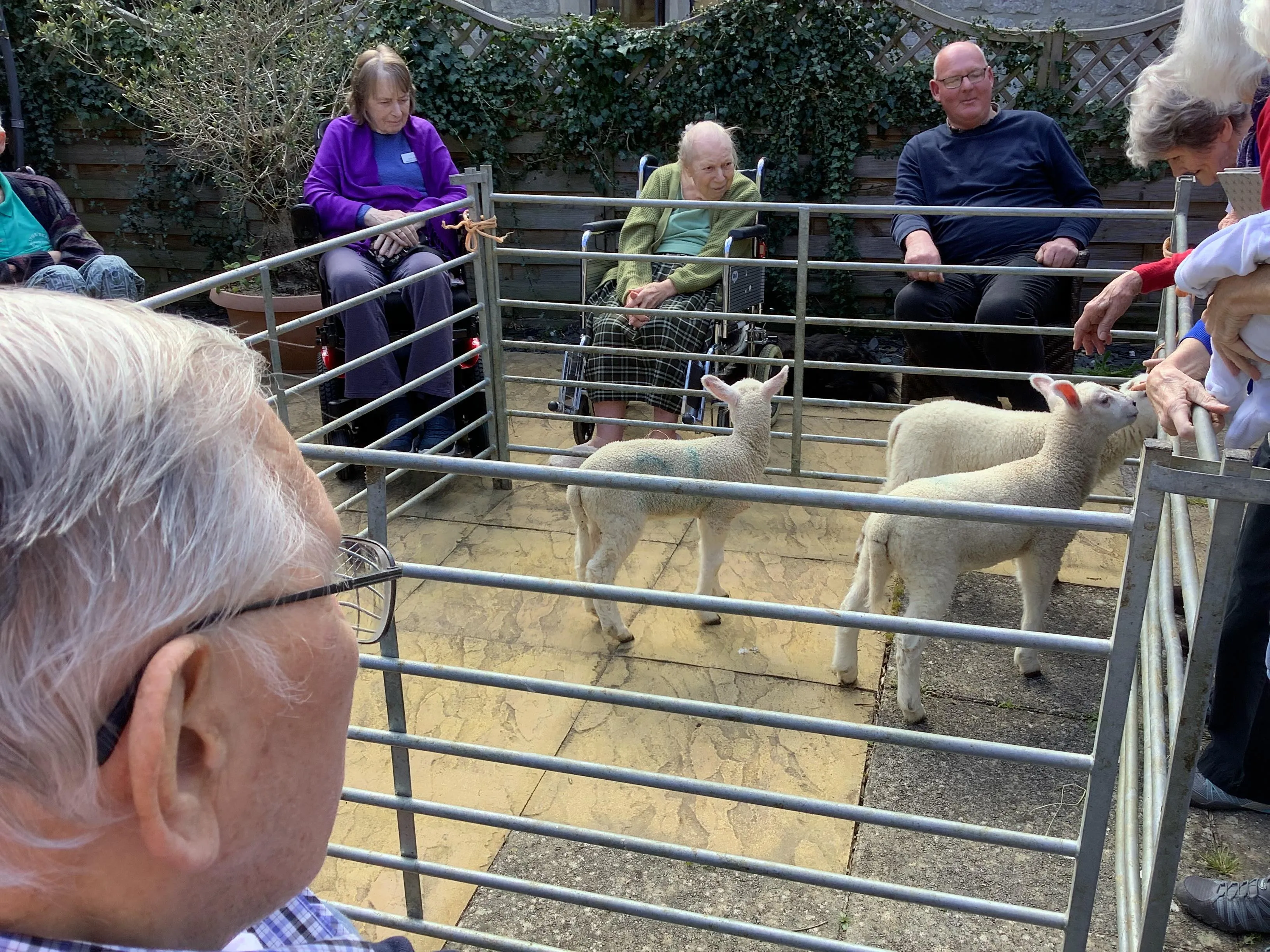 A joyful visit from some woolly guests