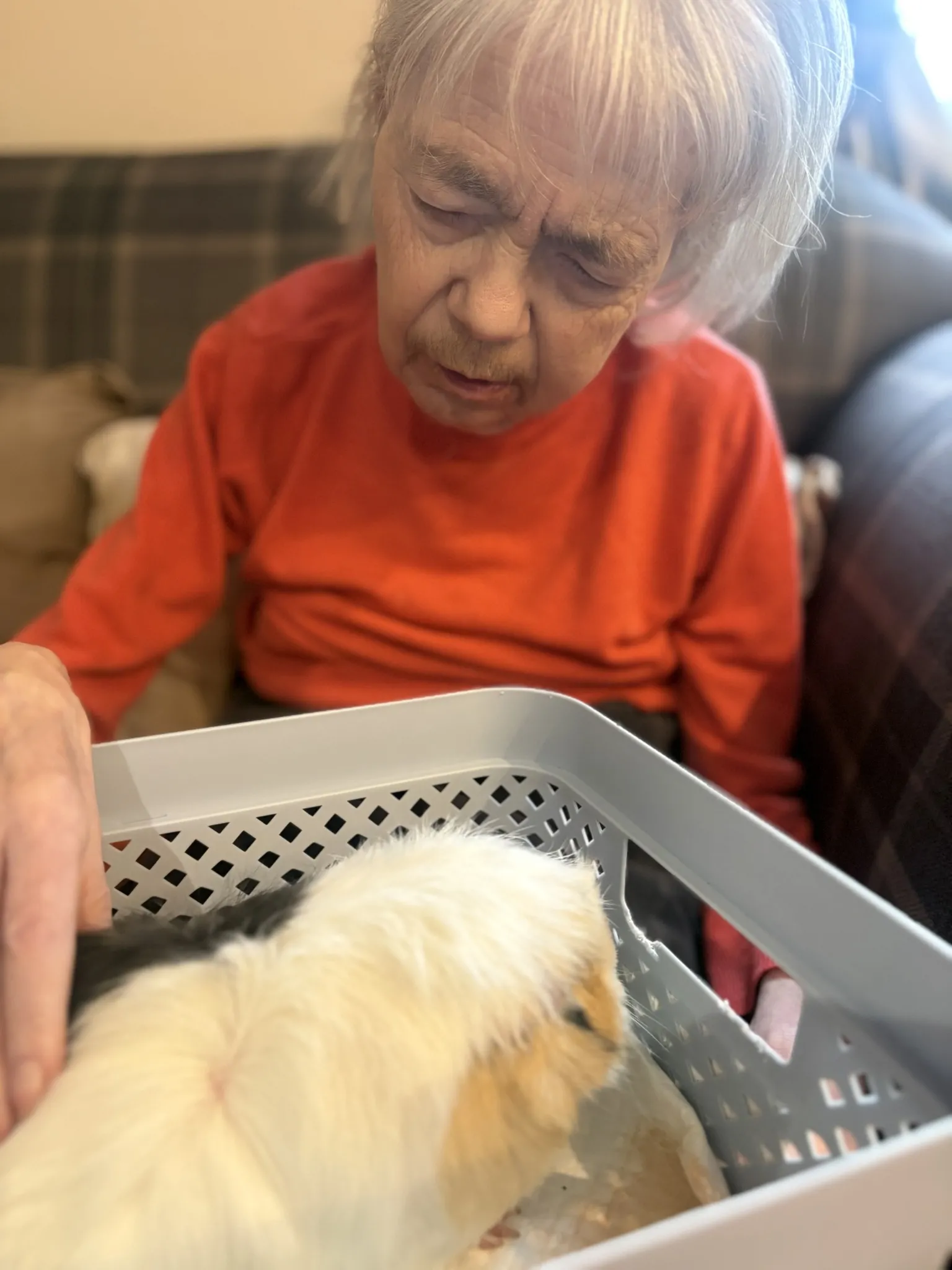 Paws, Cuddles and Guinea Pig Giggles