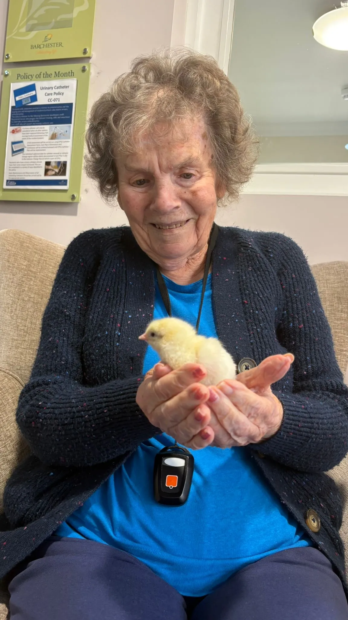The hatching of the Easter chicks 