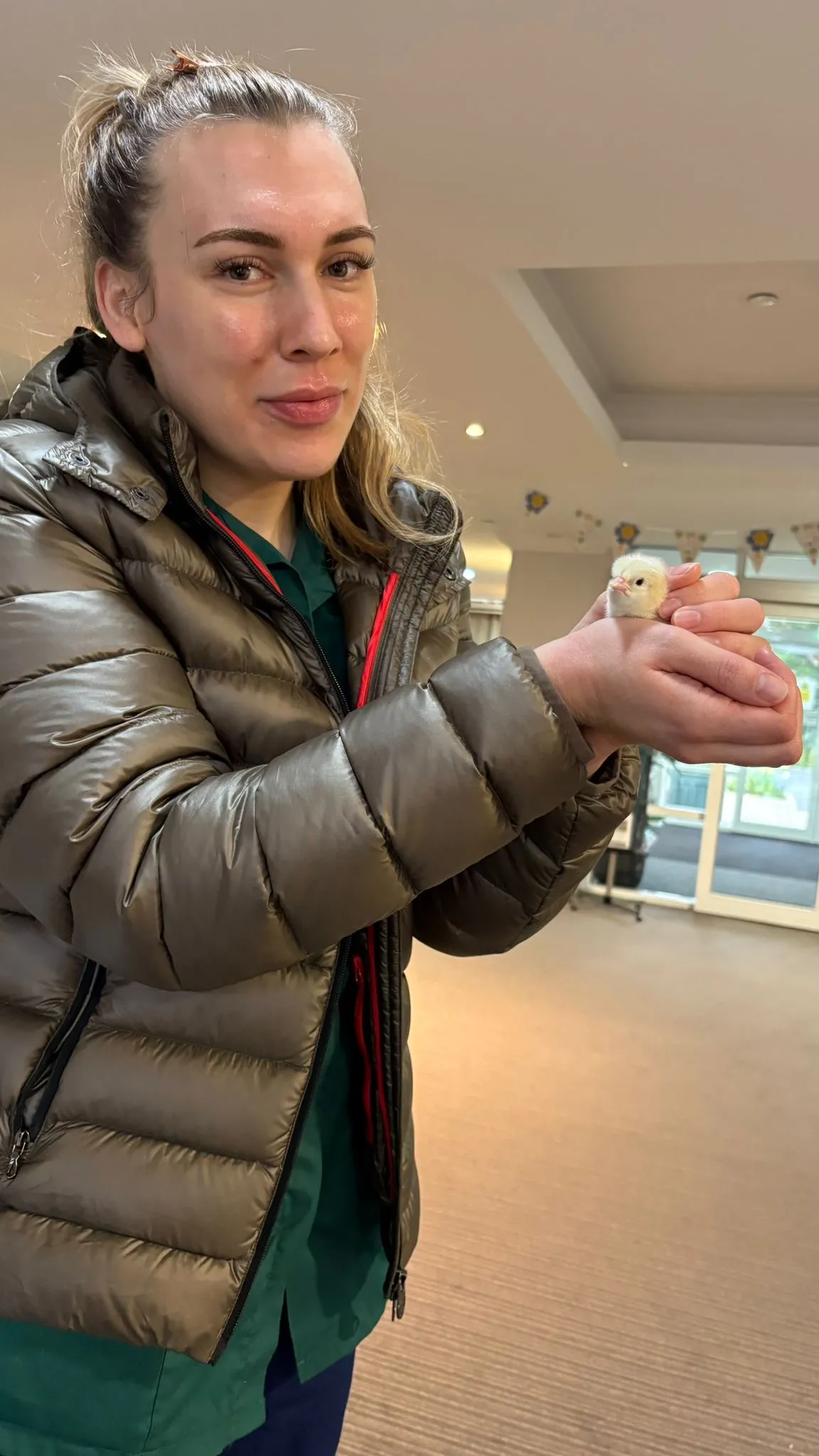 The hatching of the Easter chicks 