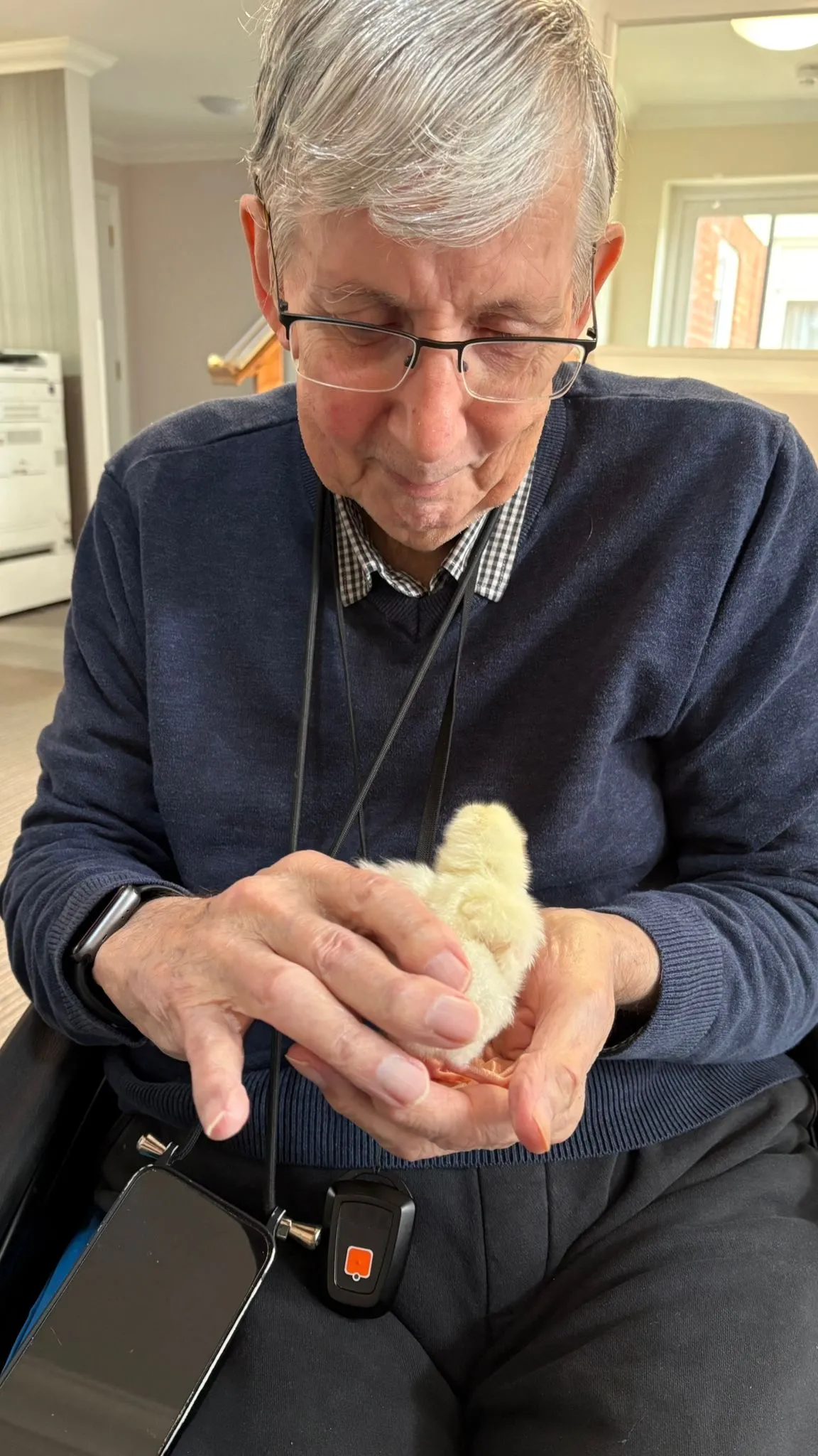 The hatching of the Easter chicks 