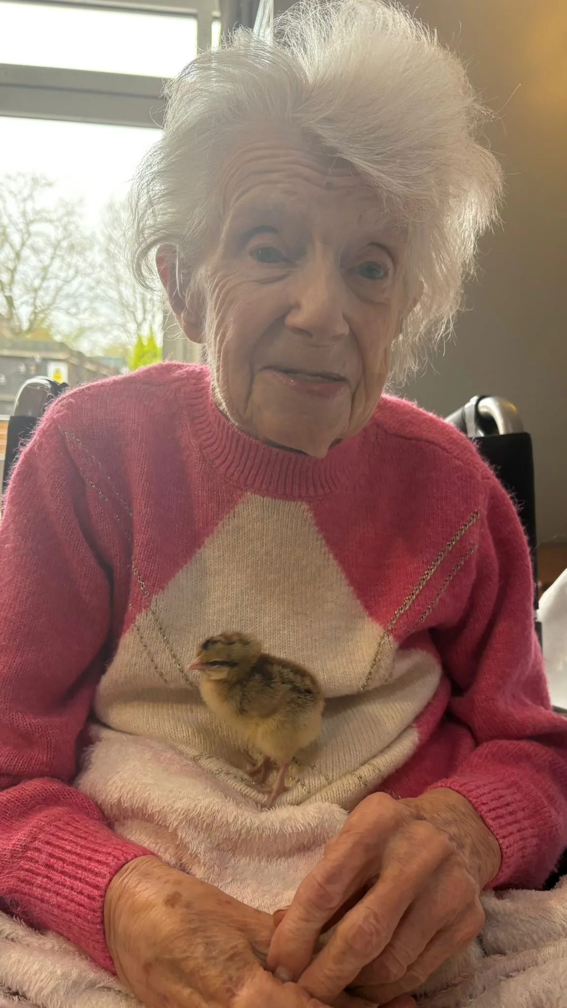 The hatching of the Easter chicks 
