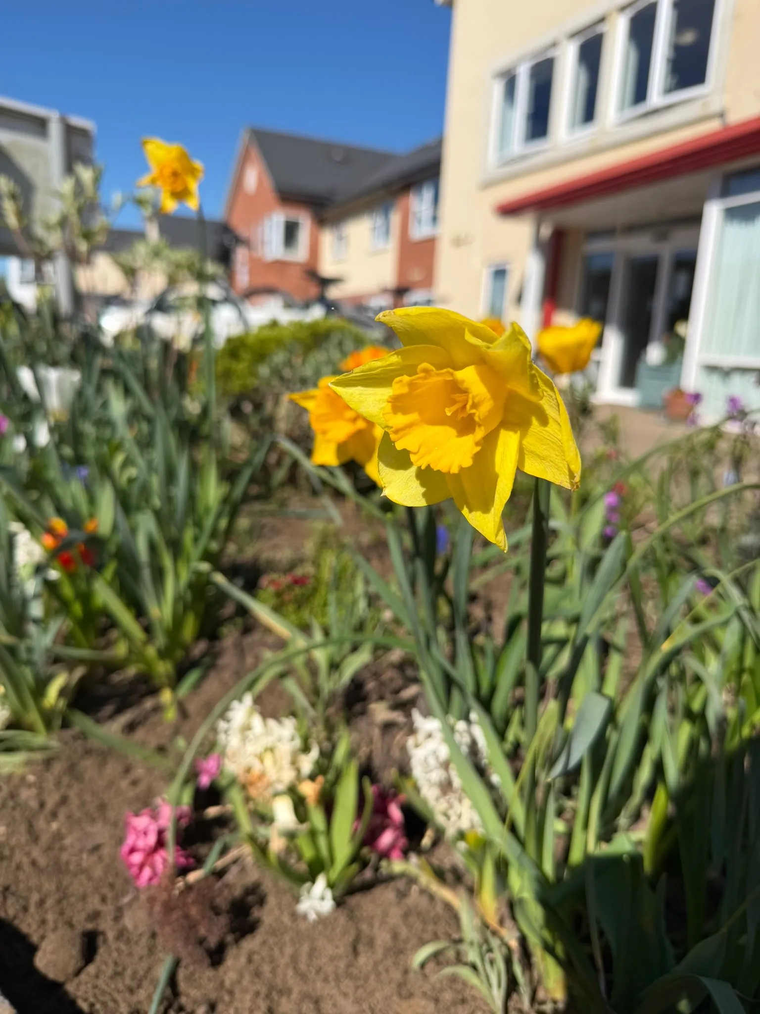 Enjoying the spring sunshine