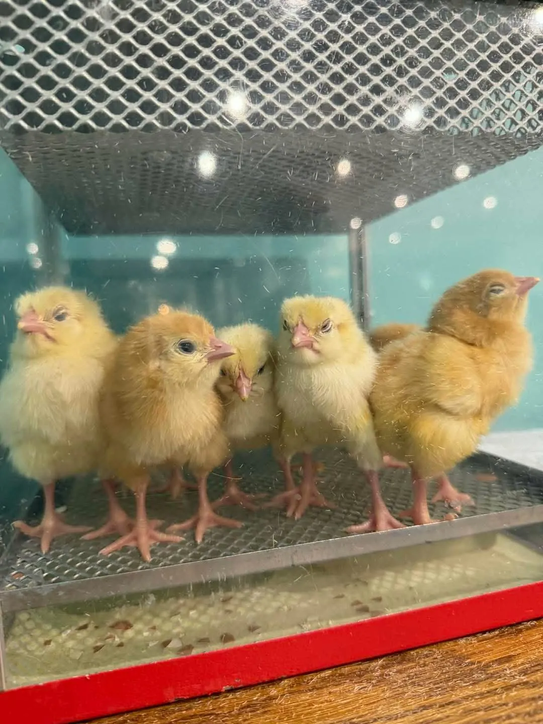 Chicks at Cookridge Court