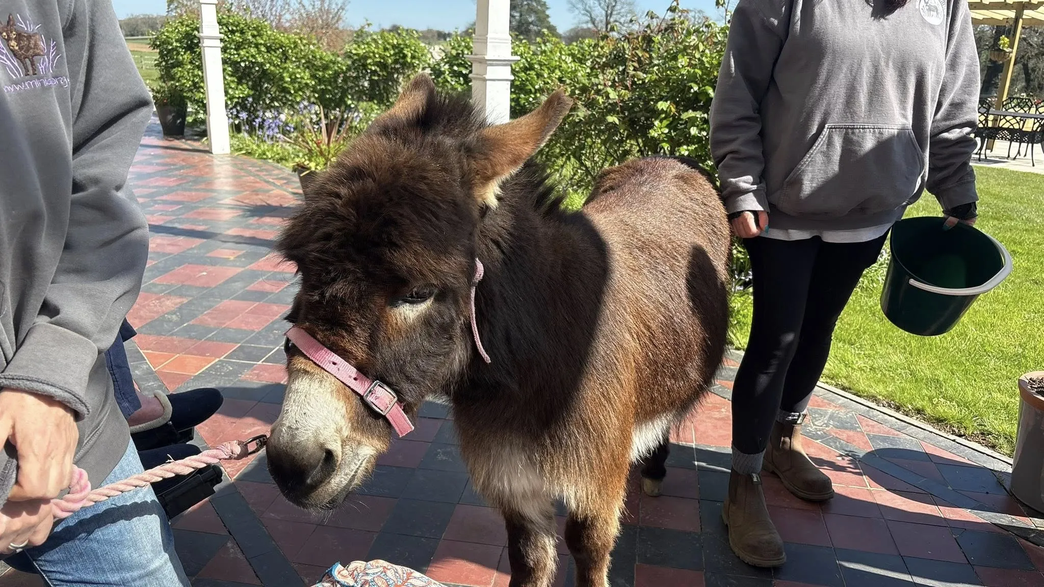 Miniature donkey visit 