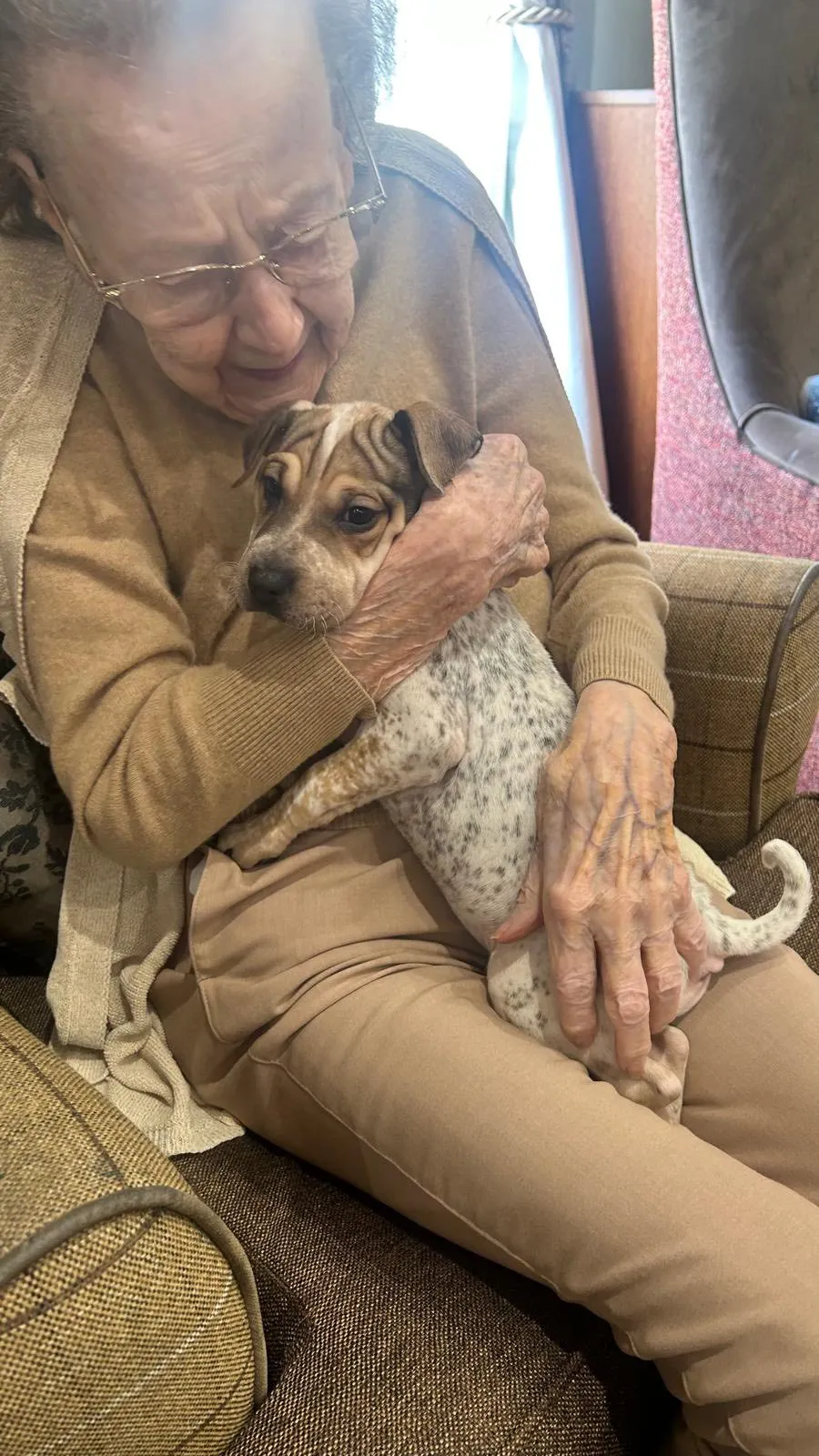 Dog visit