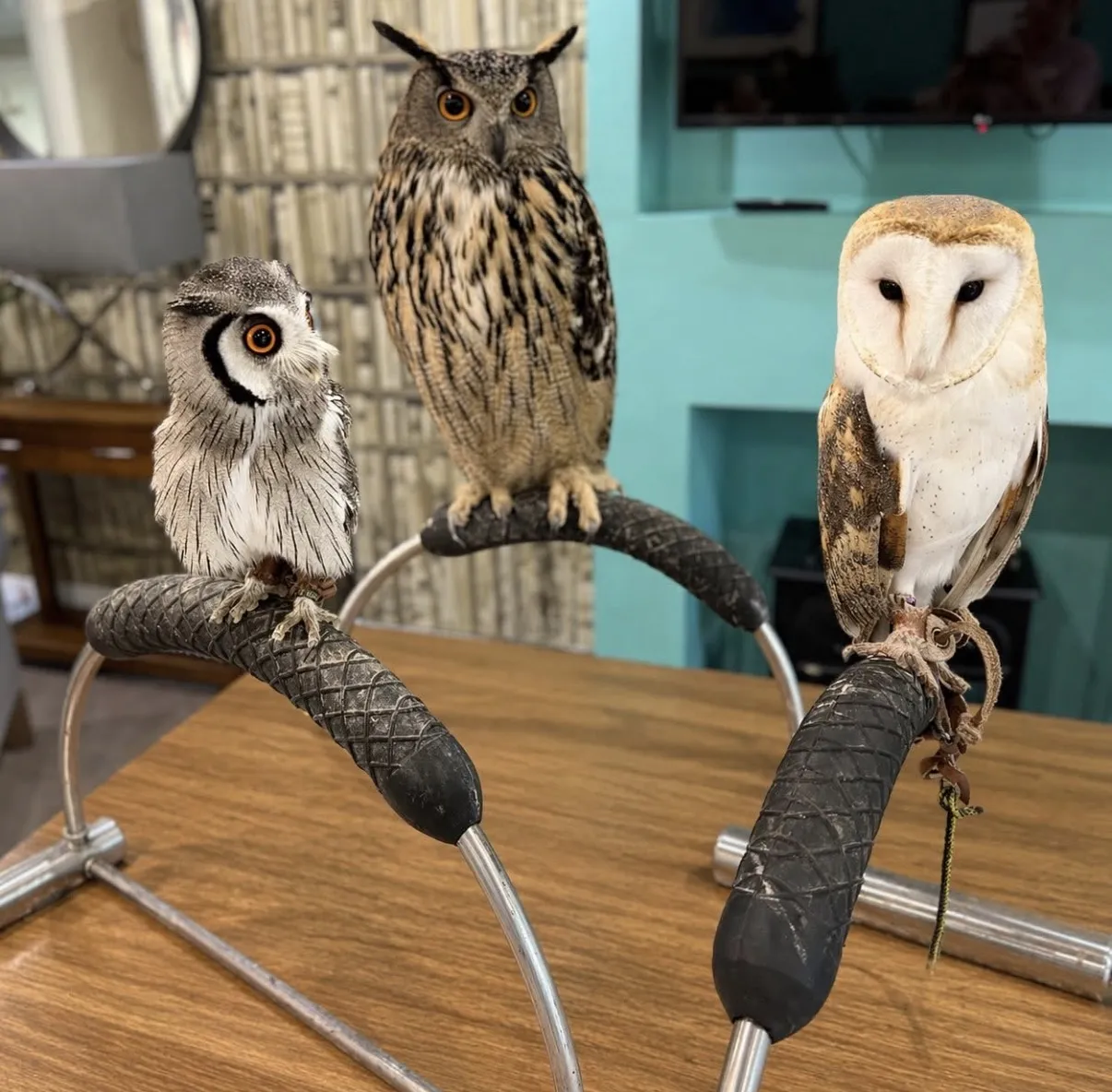Owl visit! 