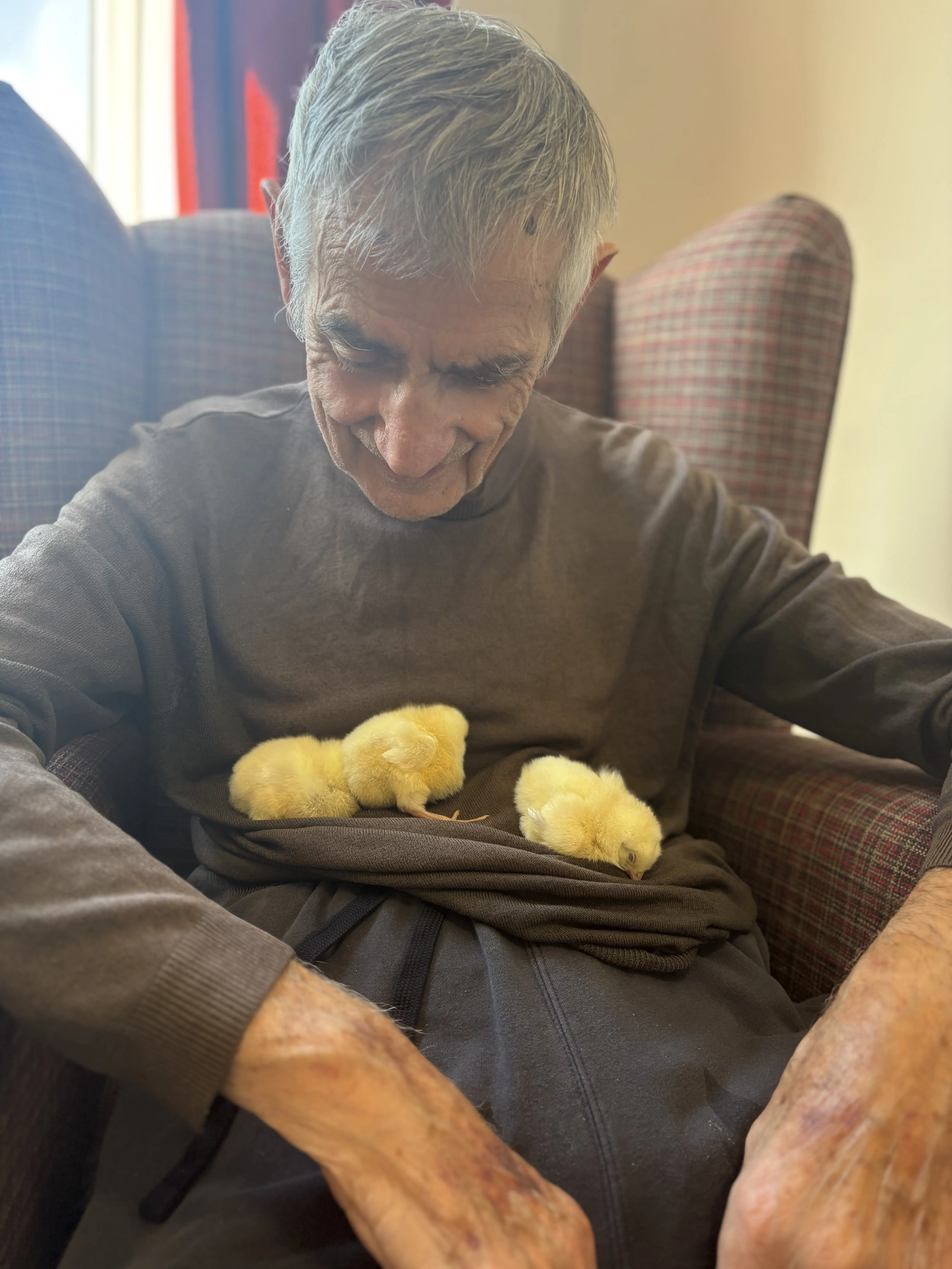 Cheeky, cheeky chicks! 