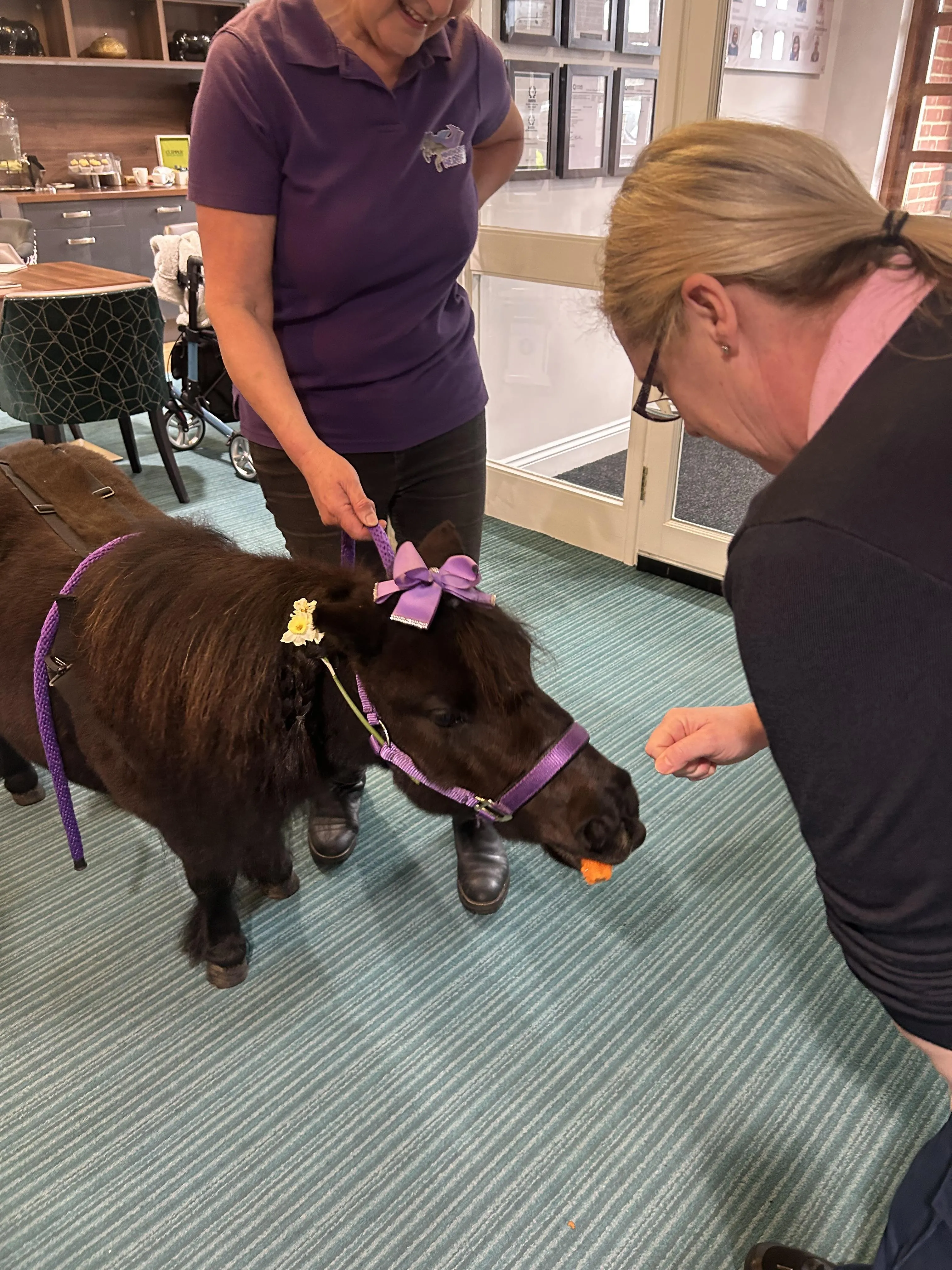 Mini horses visit! 
