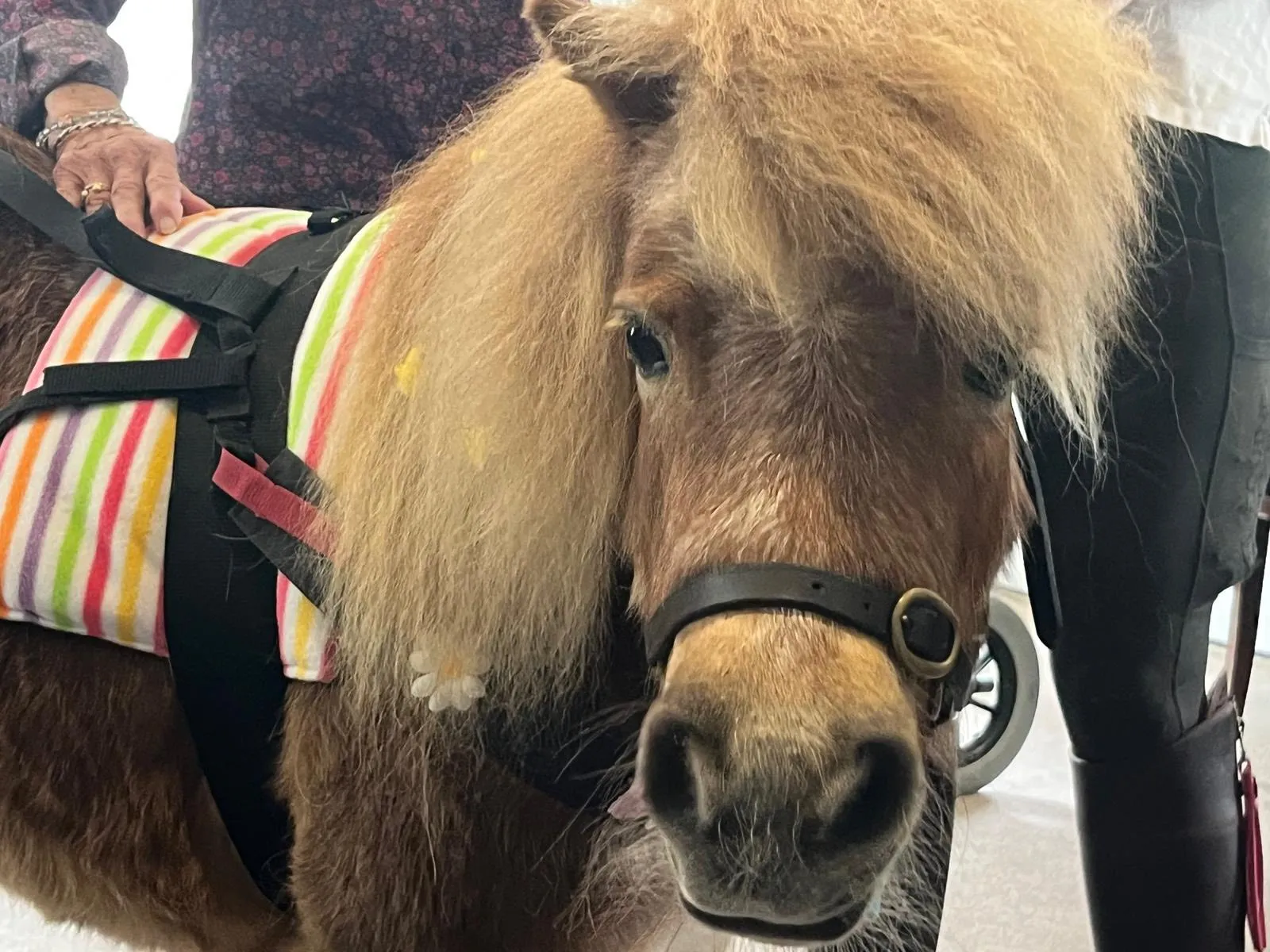 A Heart-warming Easter Visit from Ellie & Damson at Cherry Trees