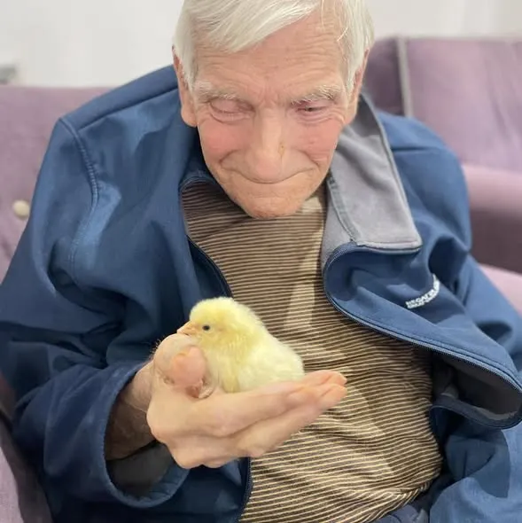 Easter chicks