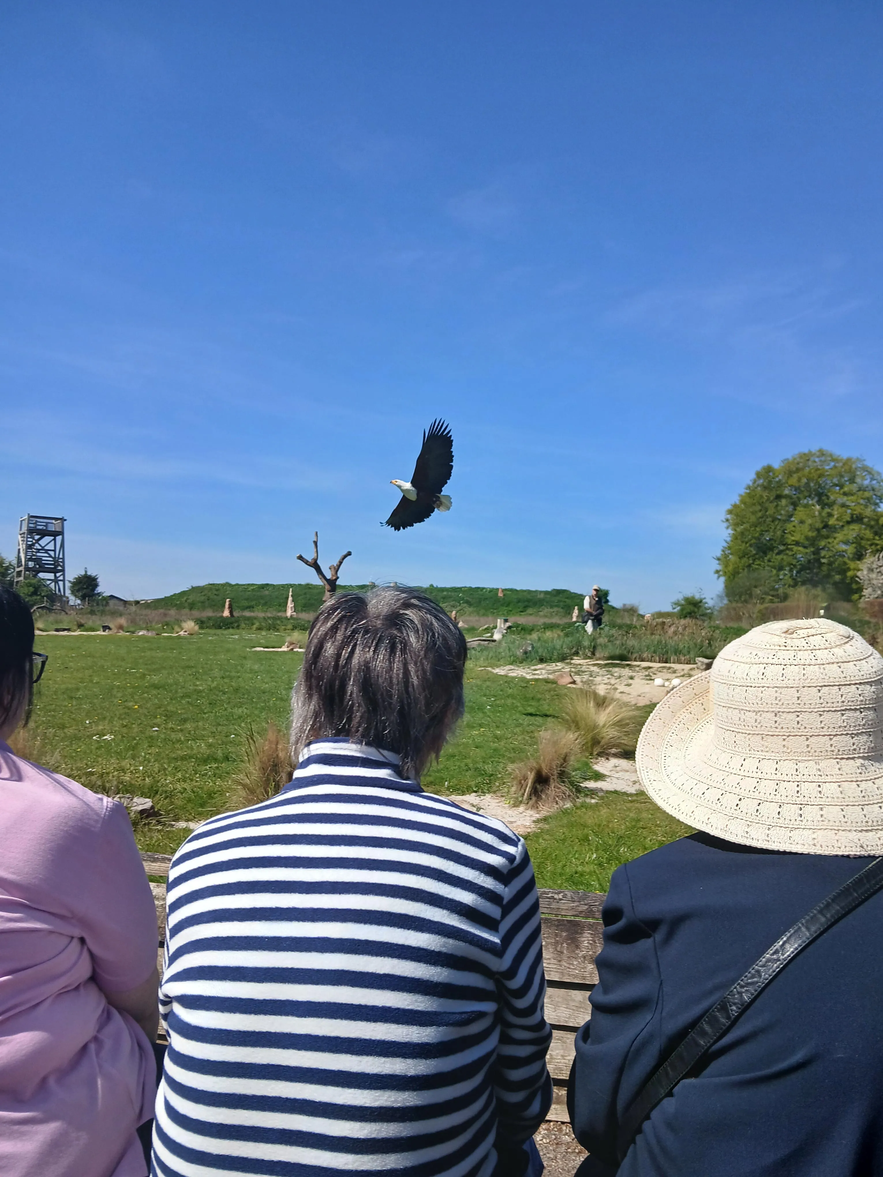 Day trip to the Hawk Conservancy