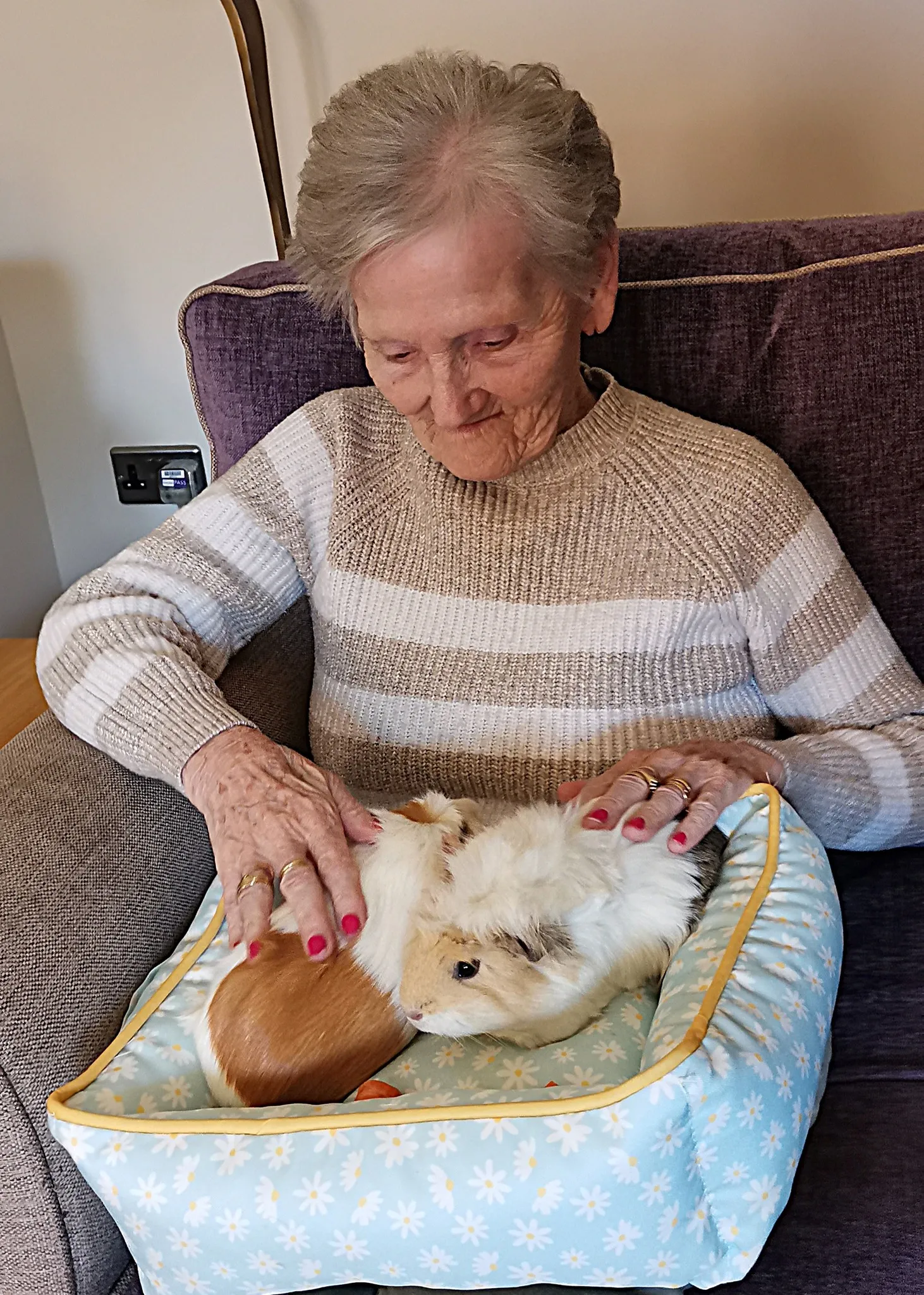Animal therapy 