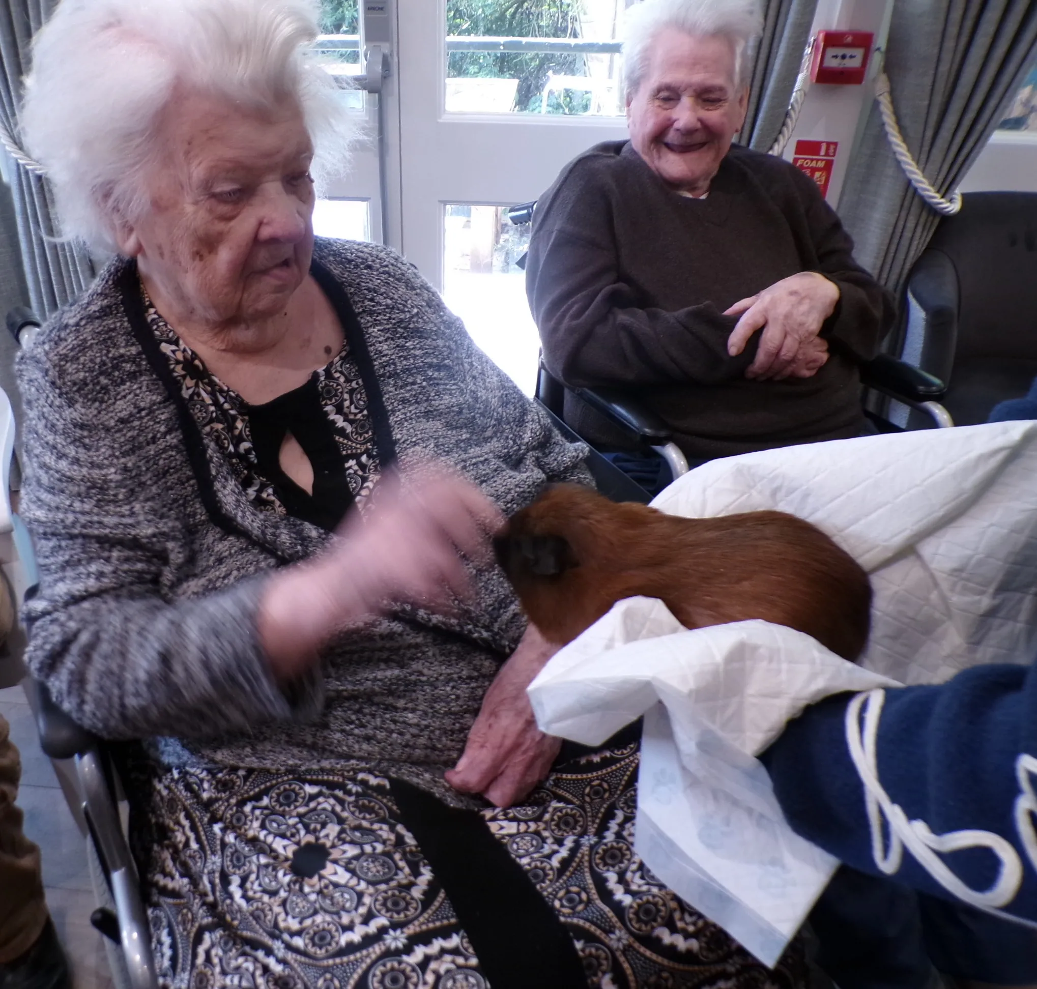 Animal therapy 