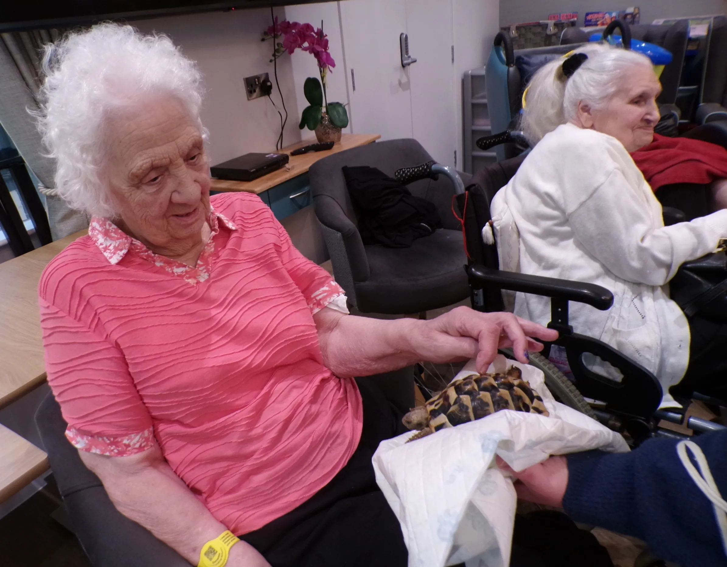 Animal therapy 