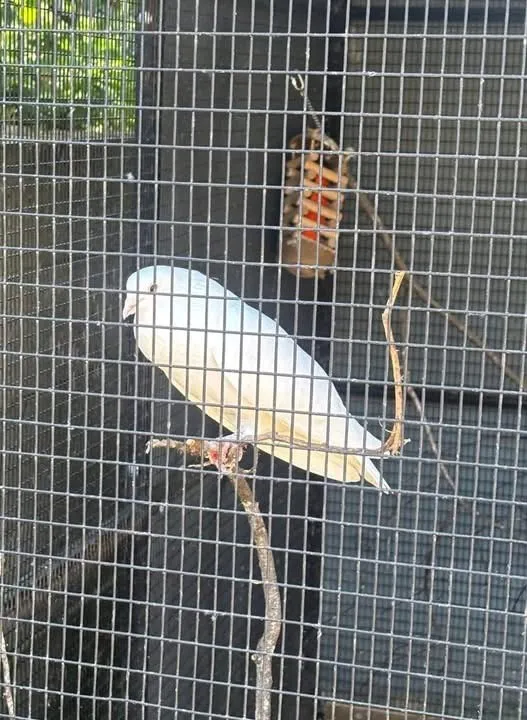 Pets Corner Visit