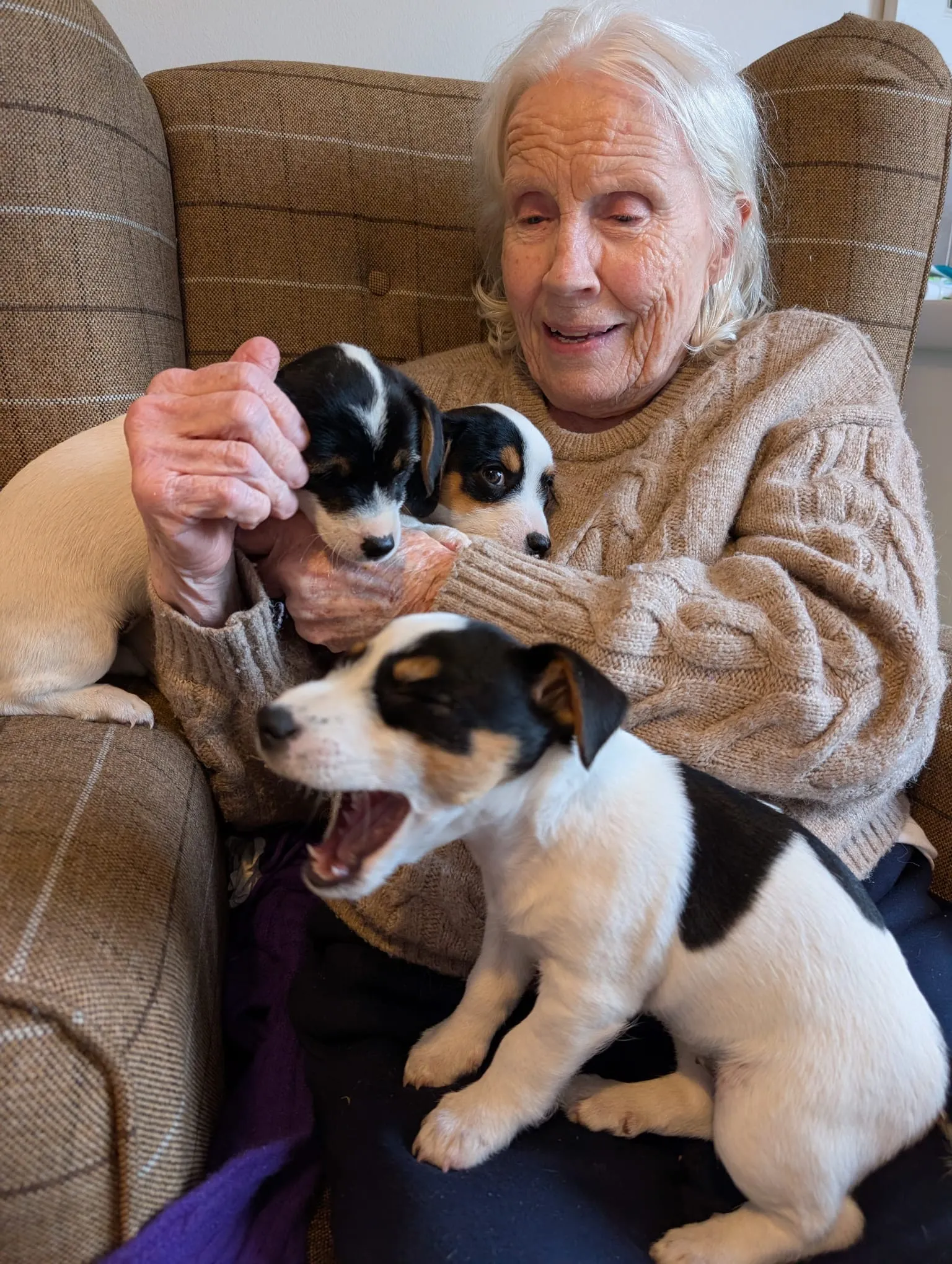 Animal Therapy at Milford House
