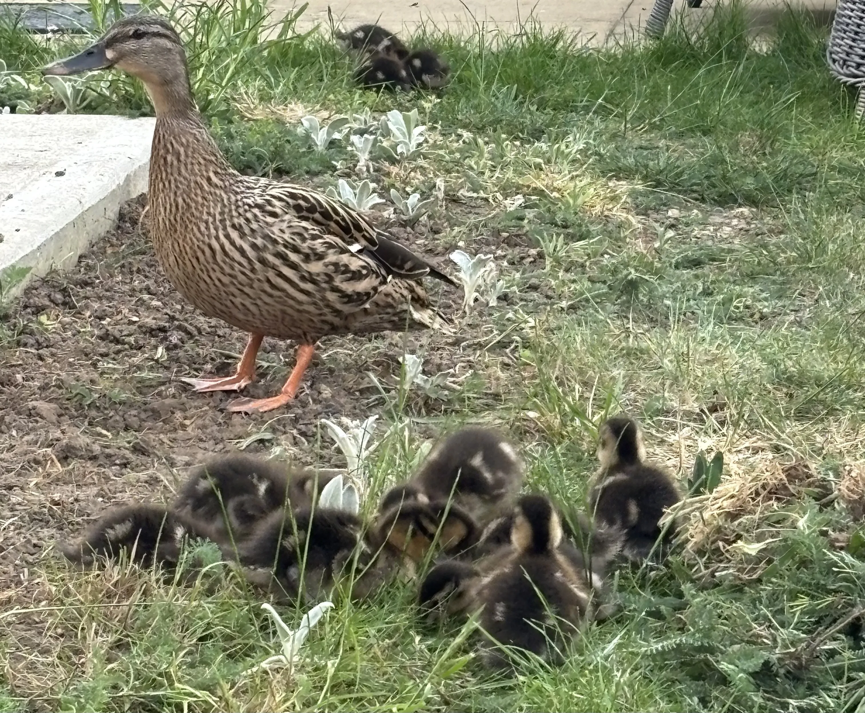 Spring fun at Atfield House 