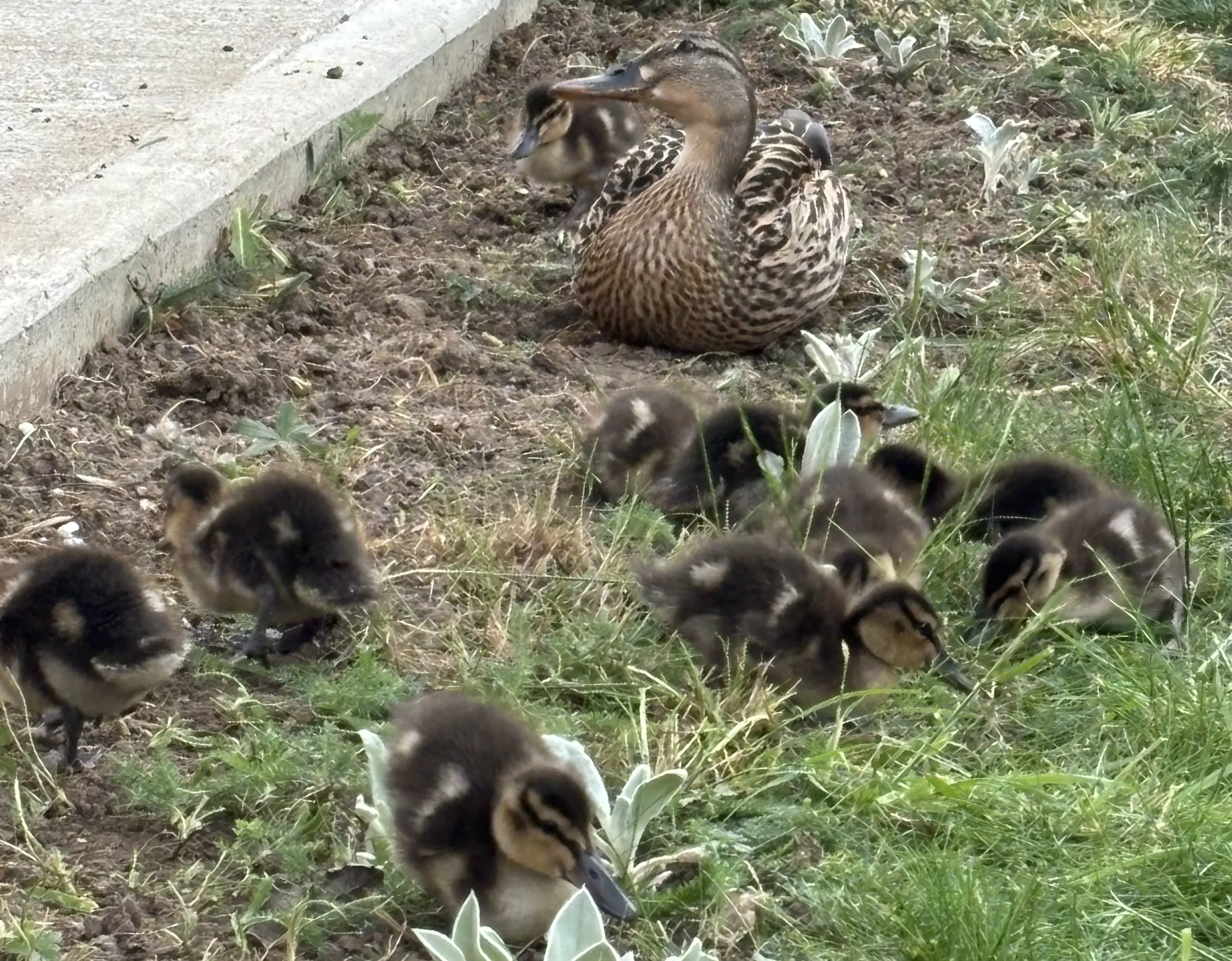 Spring fun at Atfield House 