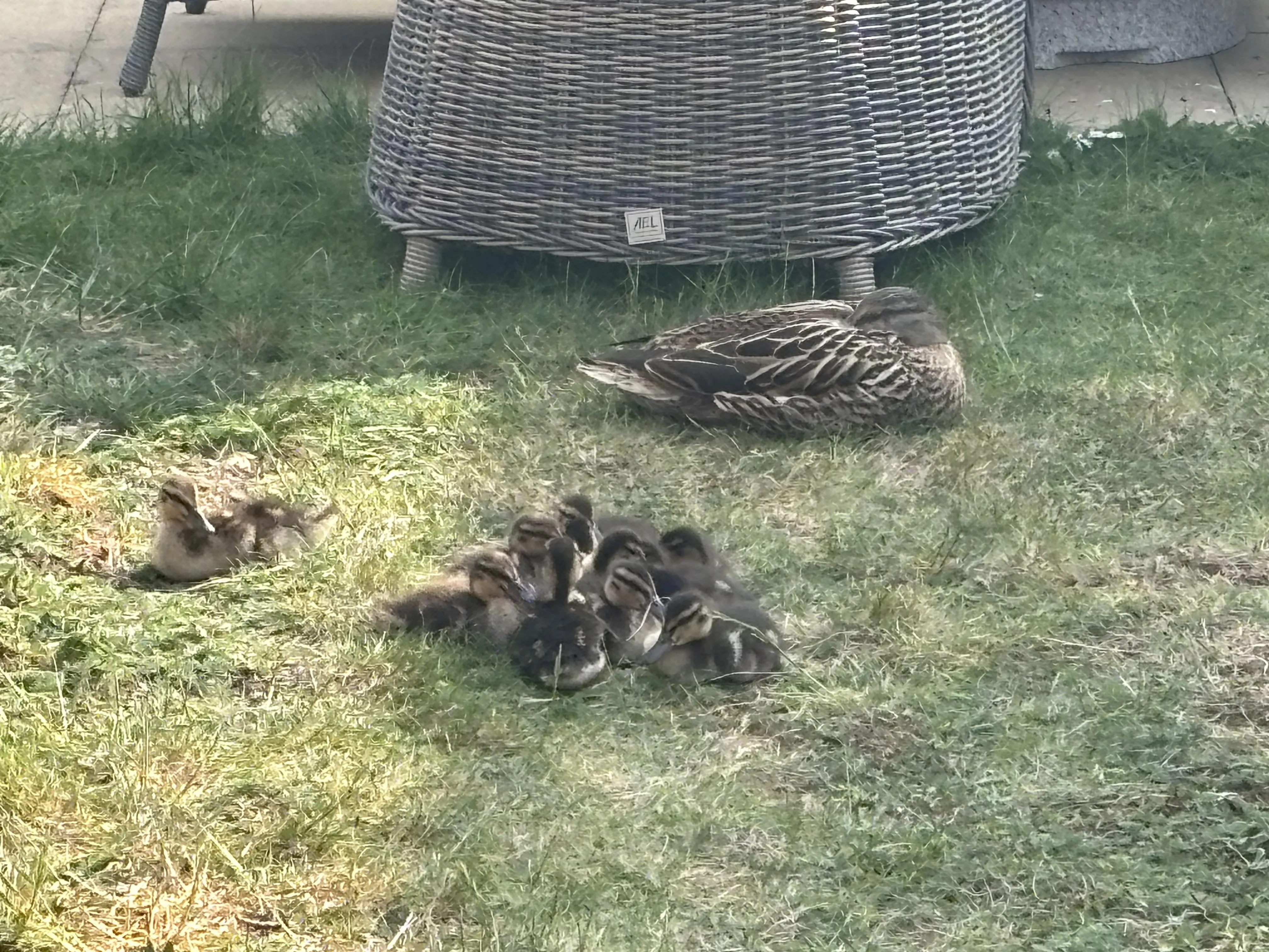Spring fun at Atfield House 