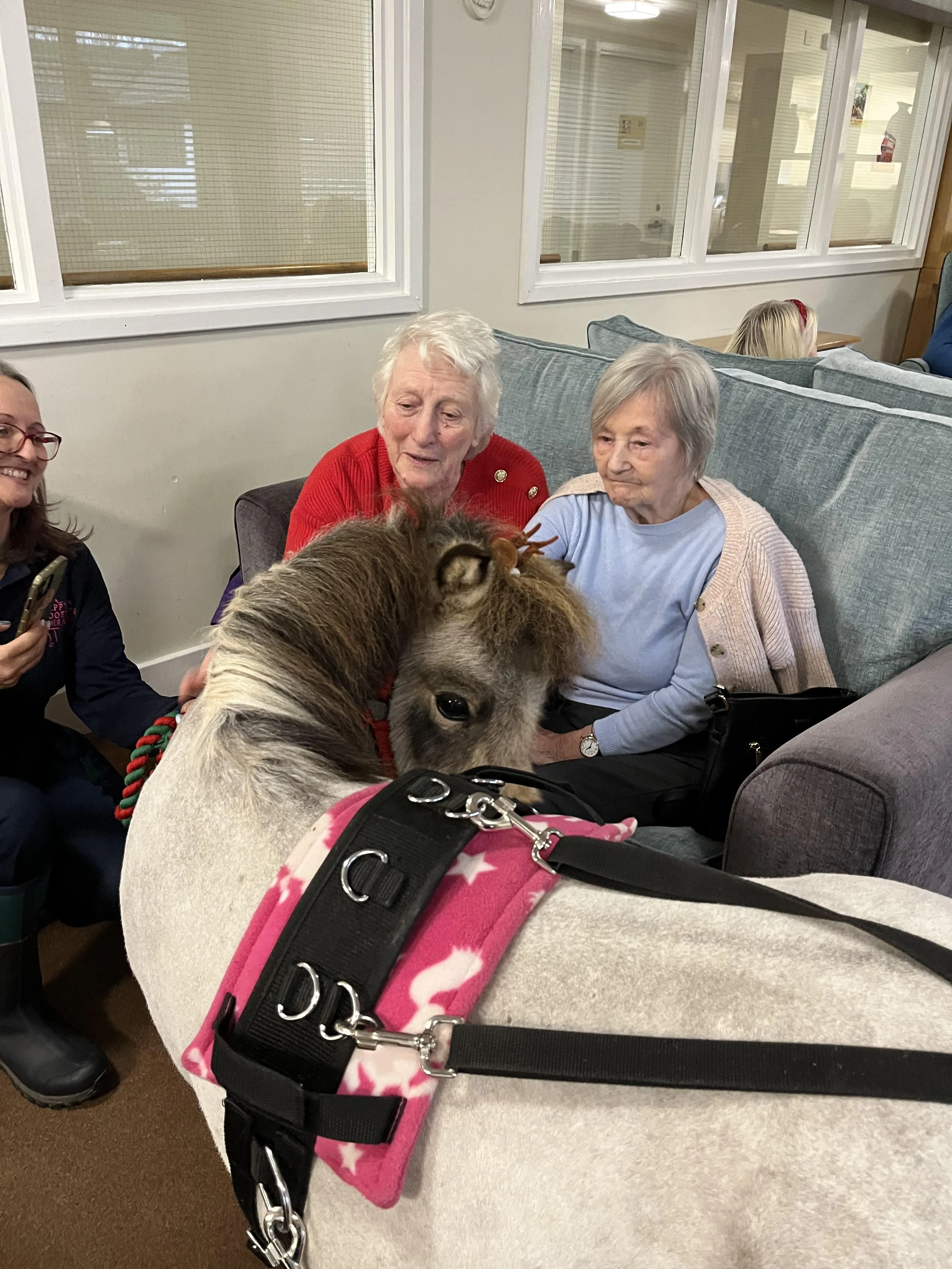 Therapy ponies 