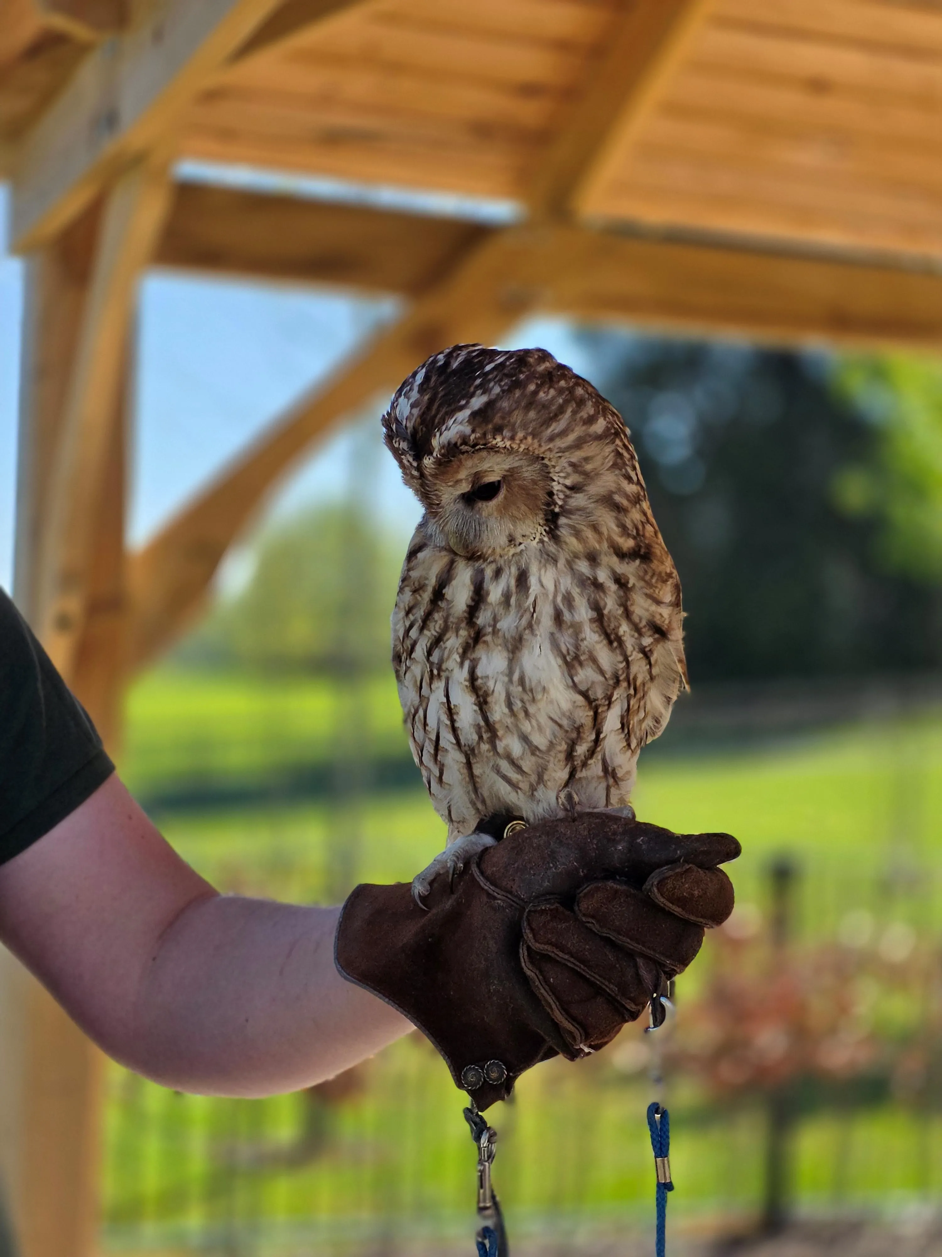 Birds of Prey experience 