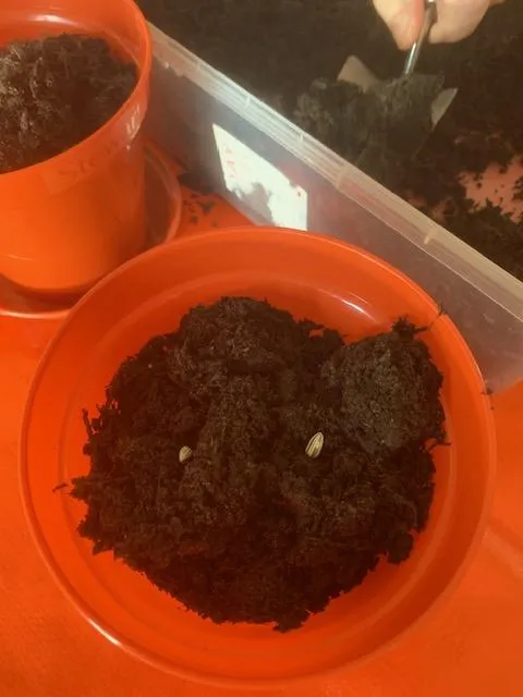 Sunflowers!