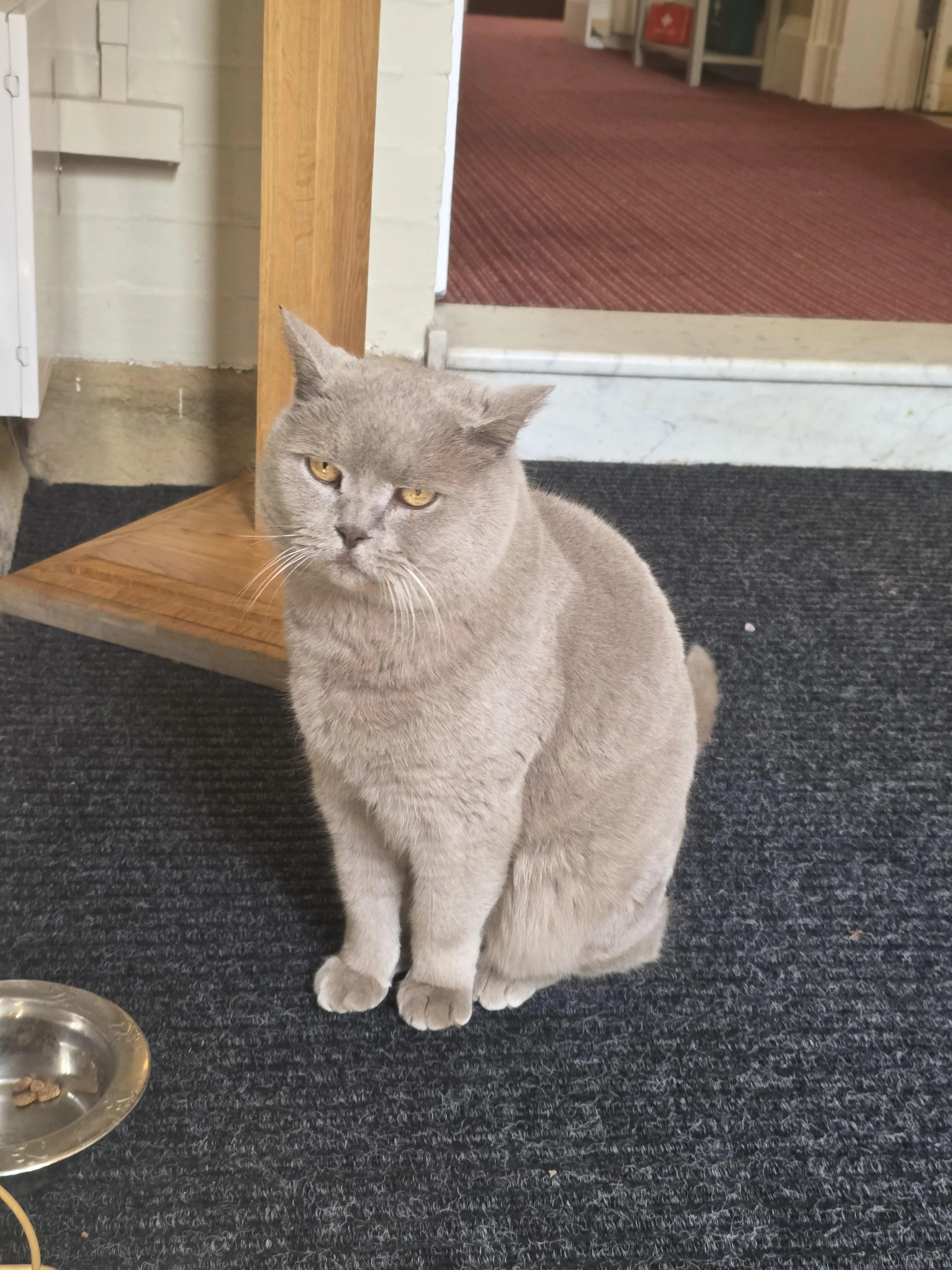 Ziggy the Cat 