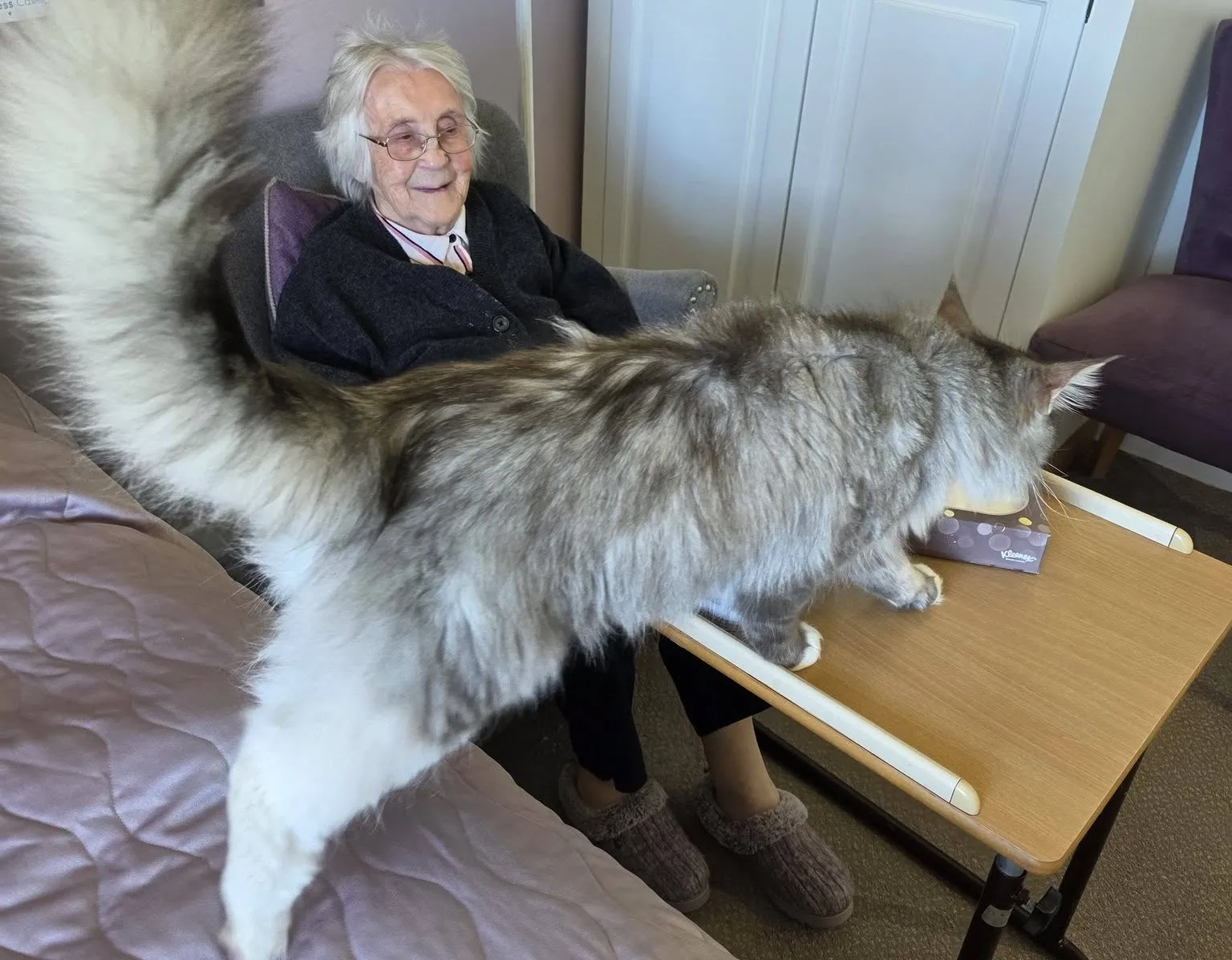 Maincoon Magic 