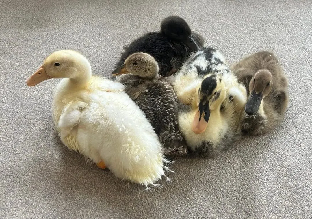 Ducklings visit Winchester House  