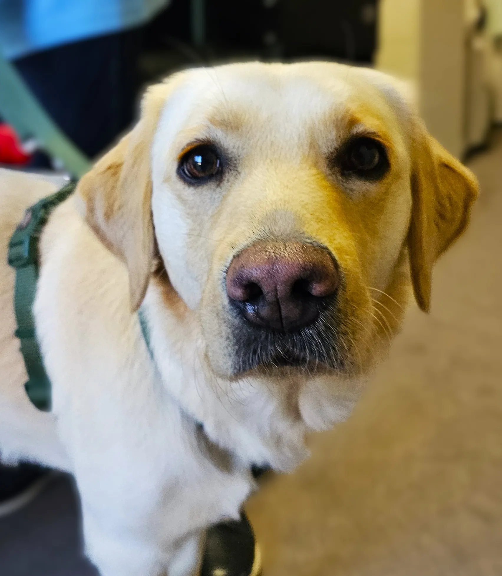 GUIDE DOGS BRING JOY